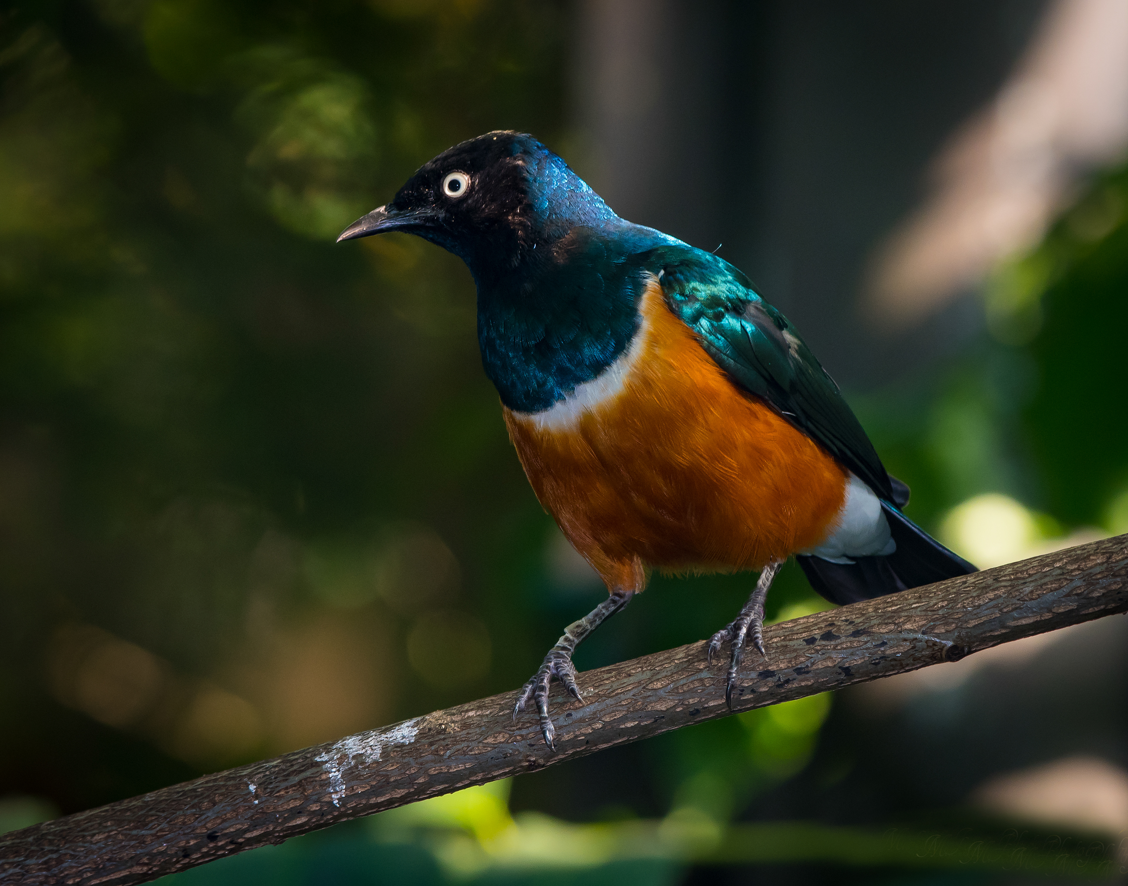 Common Shama Thrush (India)