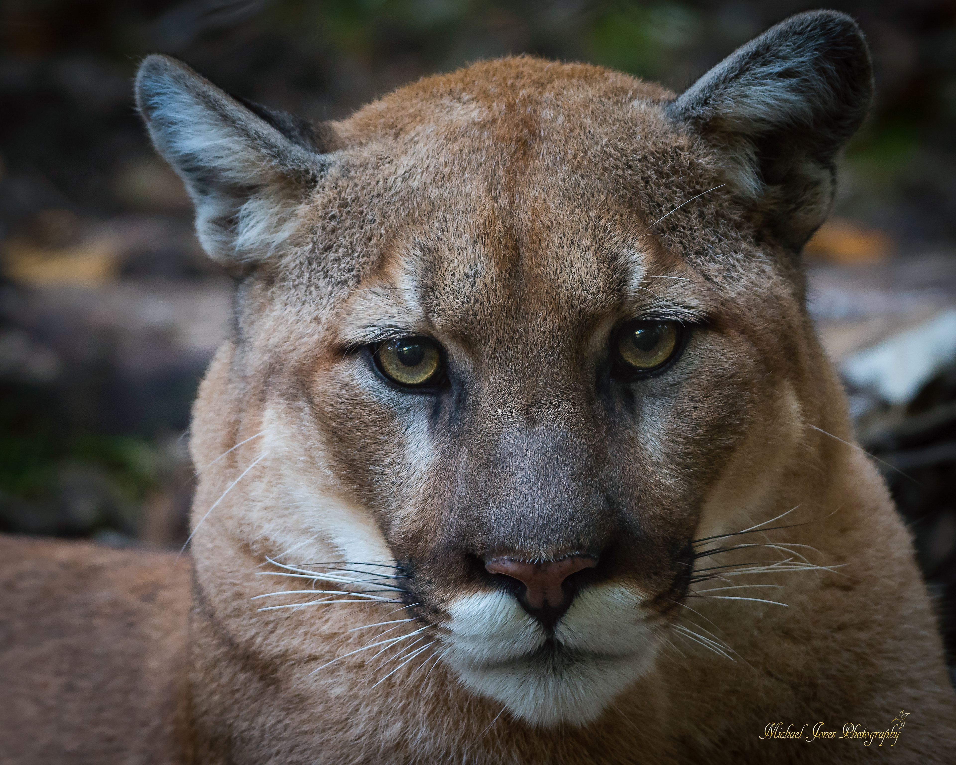 Cougar Portrait