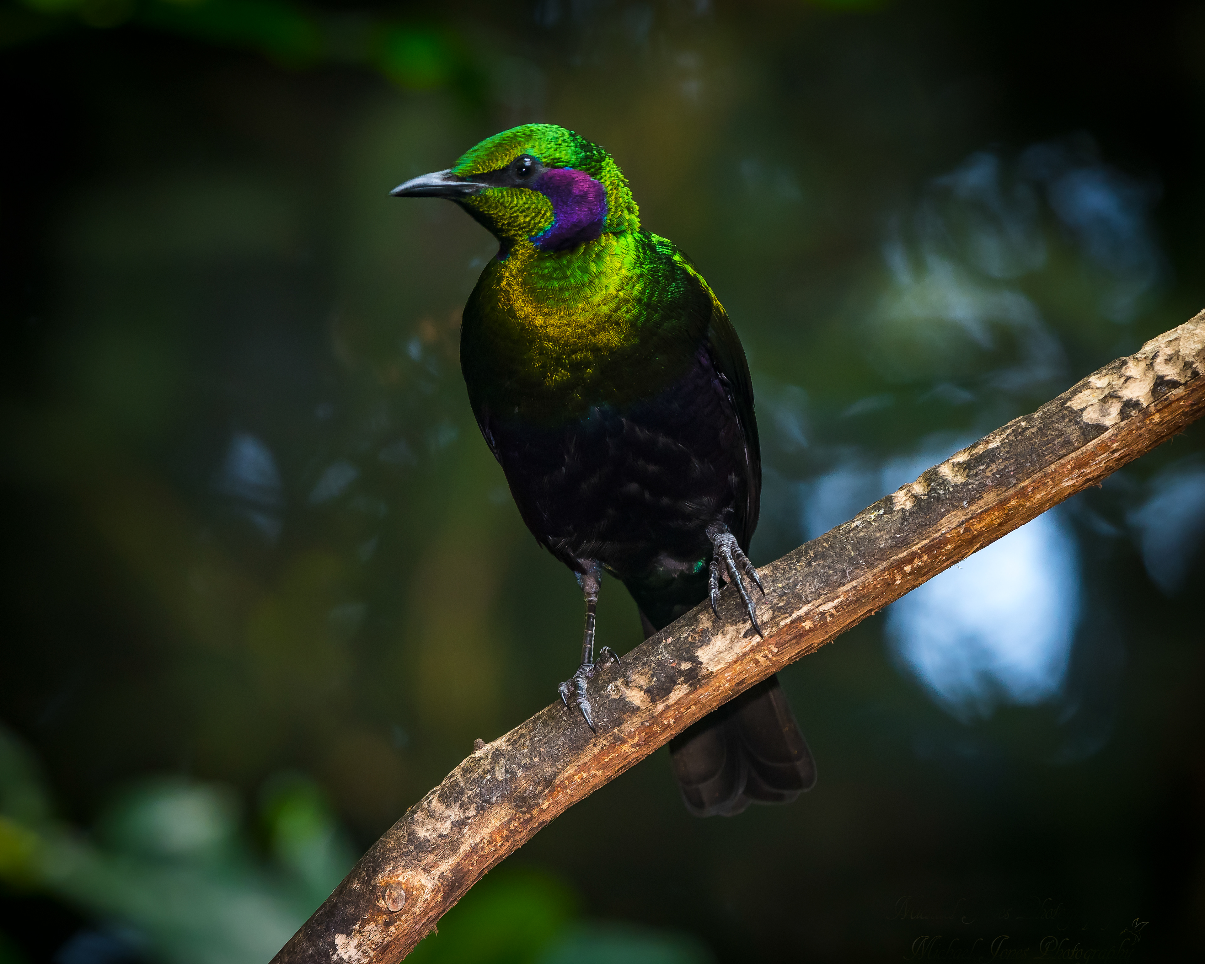 Emerald Starling 2 (West Africa)