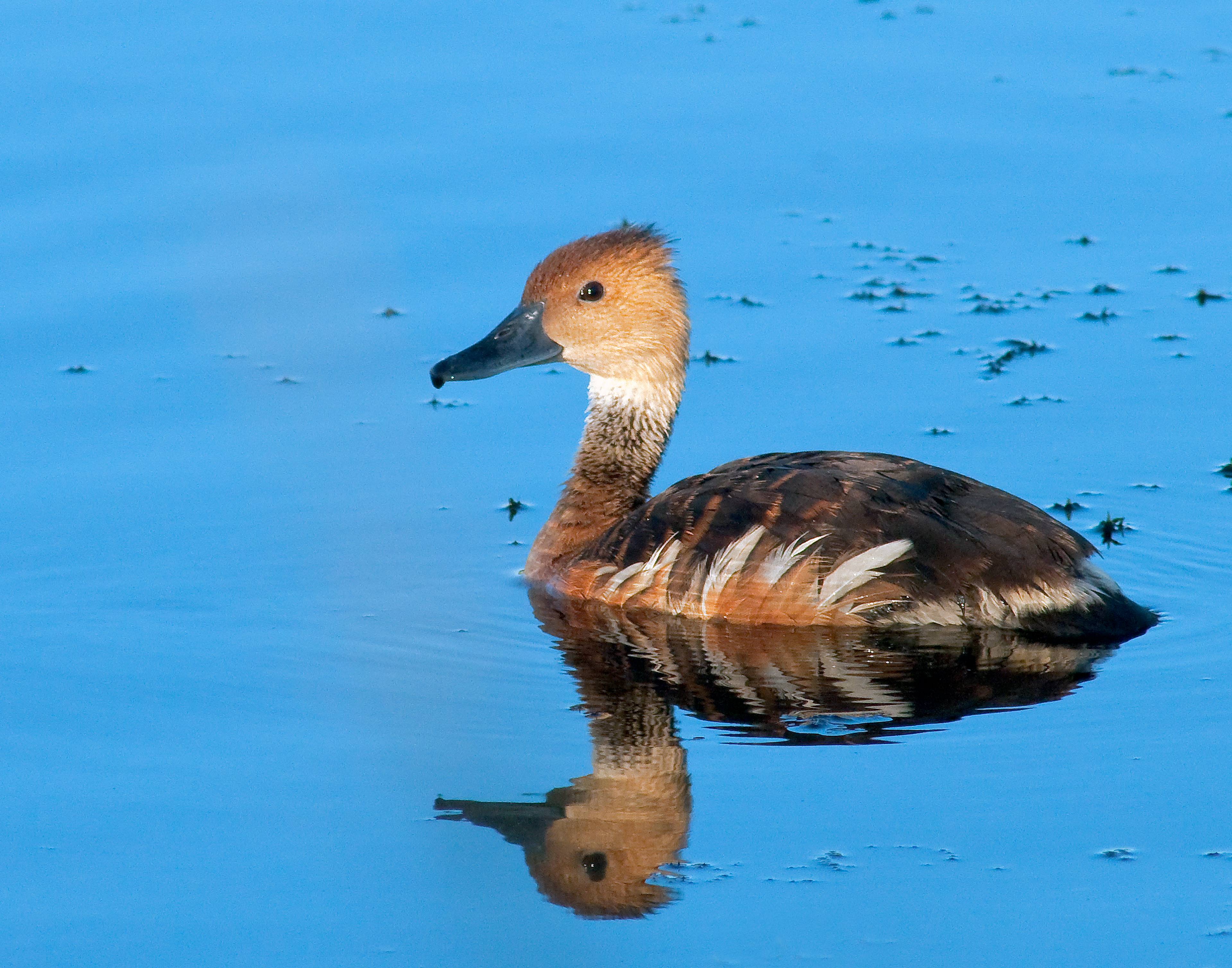 Fulvous Whistling Duck - Lacassine National Wildlife Refuge, Louisiana