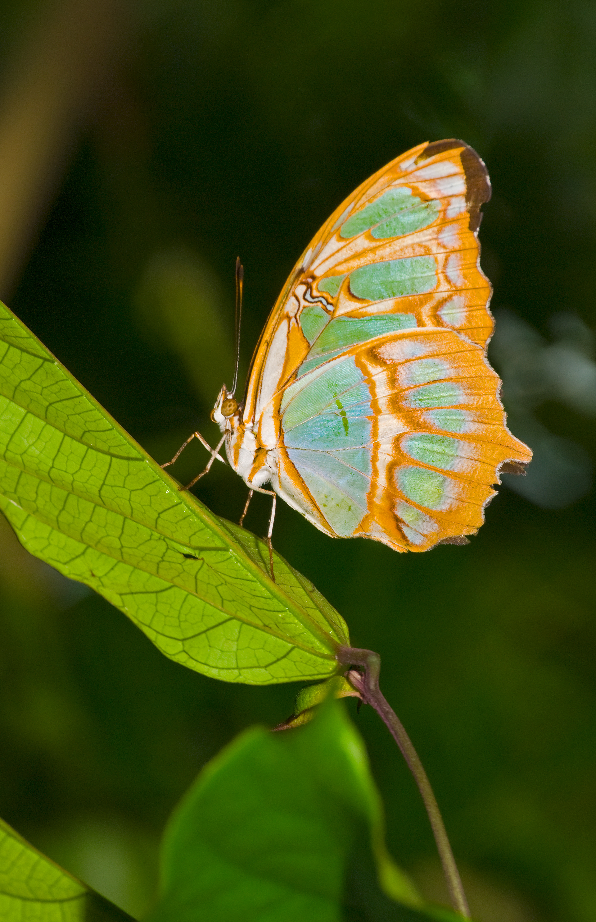 Green Tailed Jay