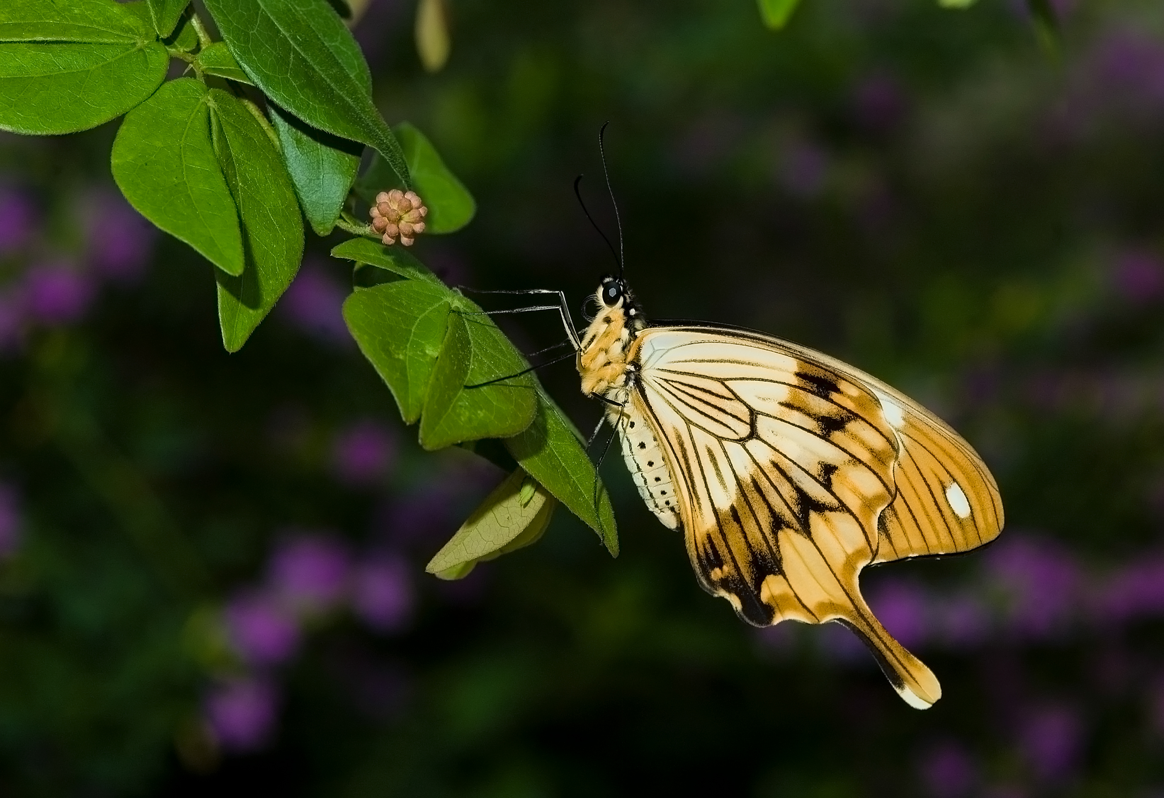 Mocker Swallowtail 3