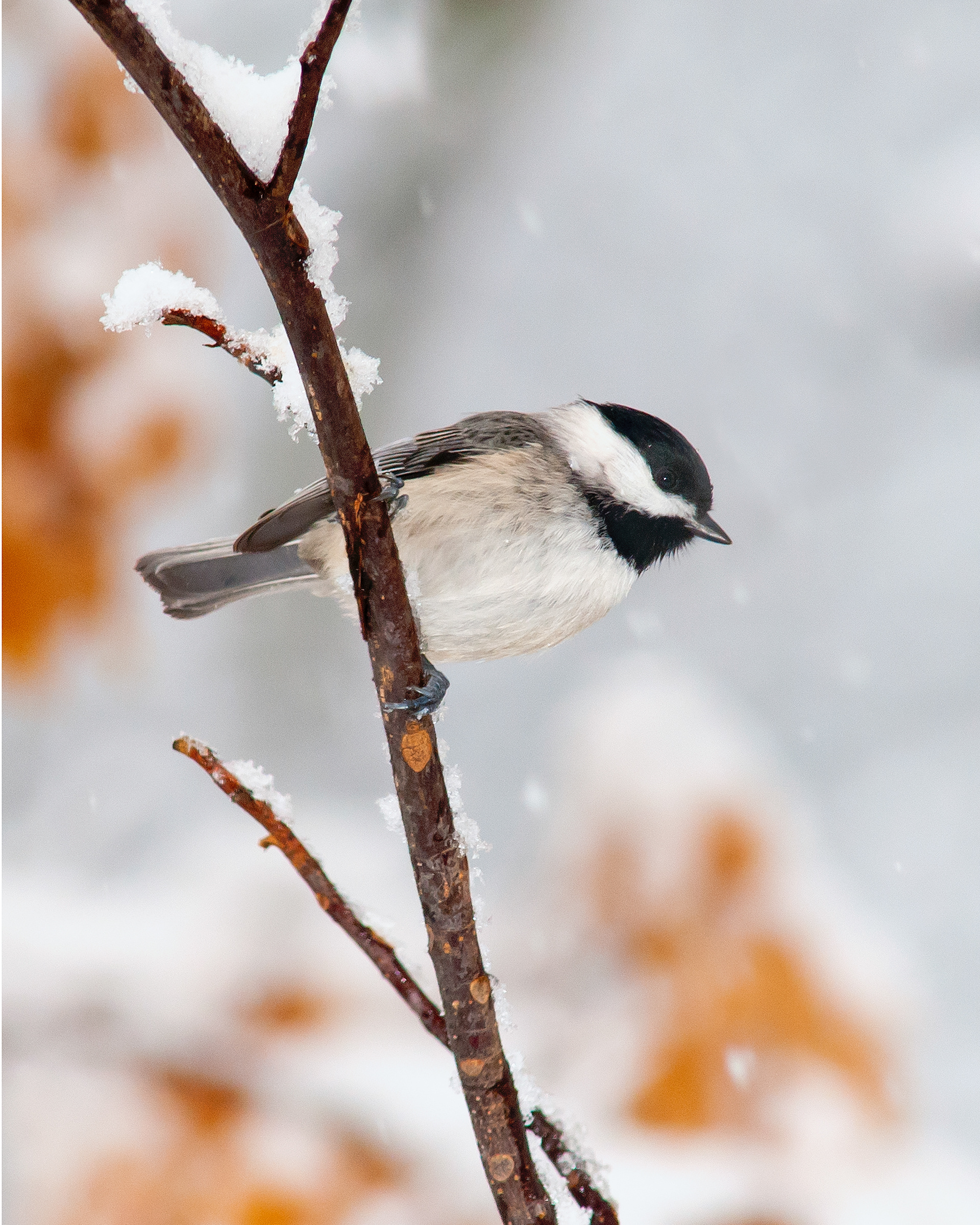Black-capped Chickadee - Cabarrus County, NC