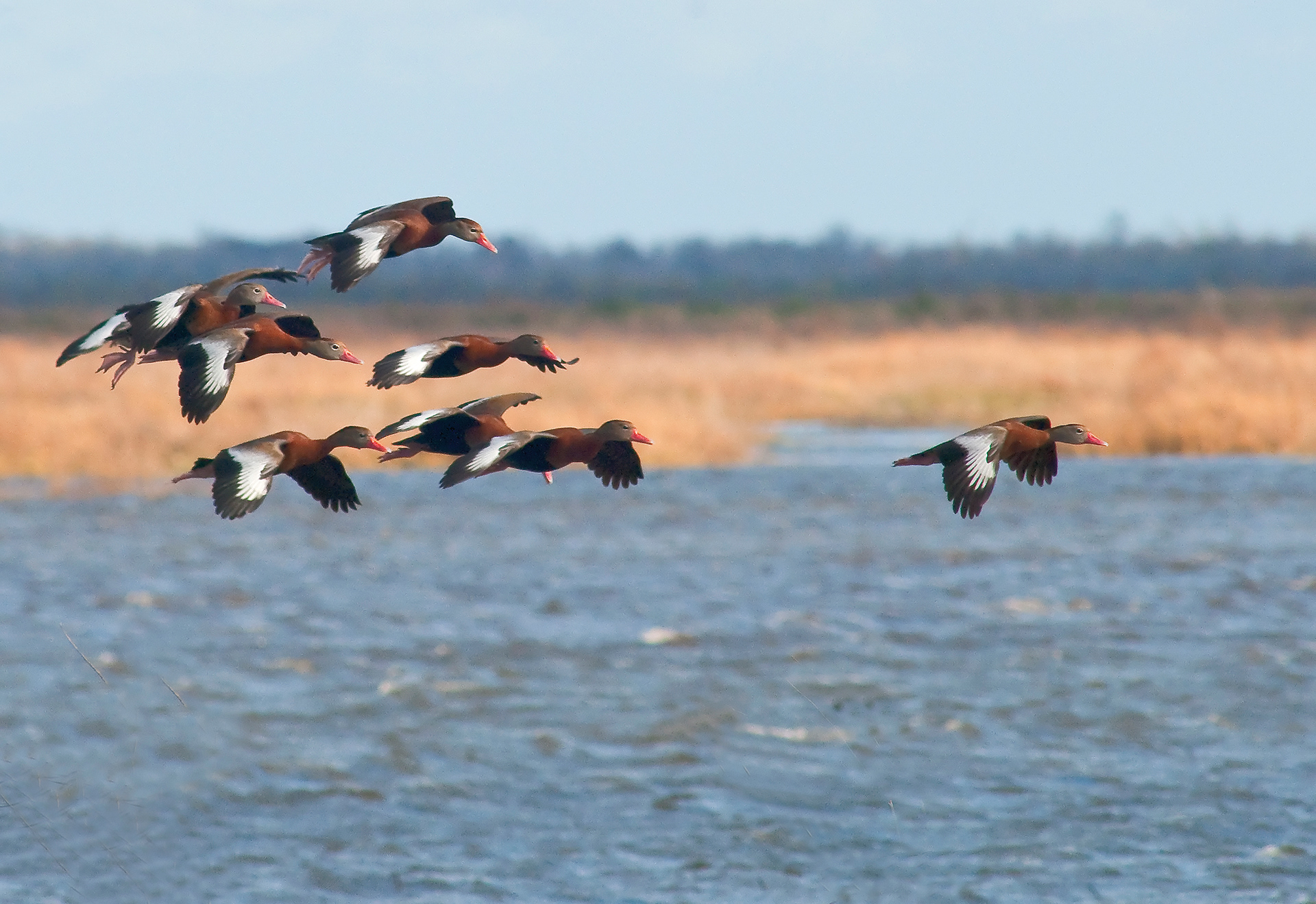 Black-bellied Whistling Ducks Flight - Lacassine National Wildlife Refuge, Louisiana