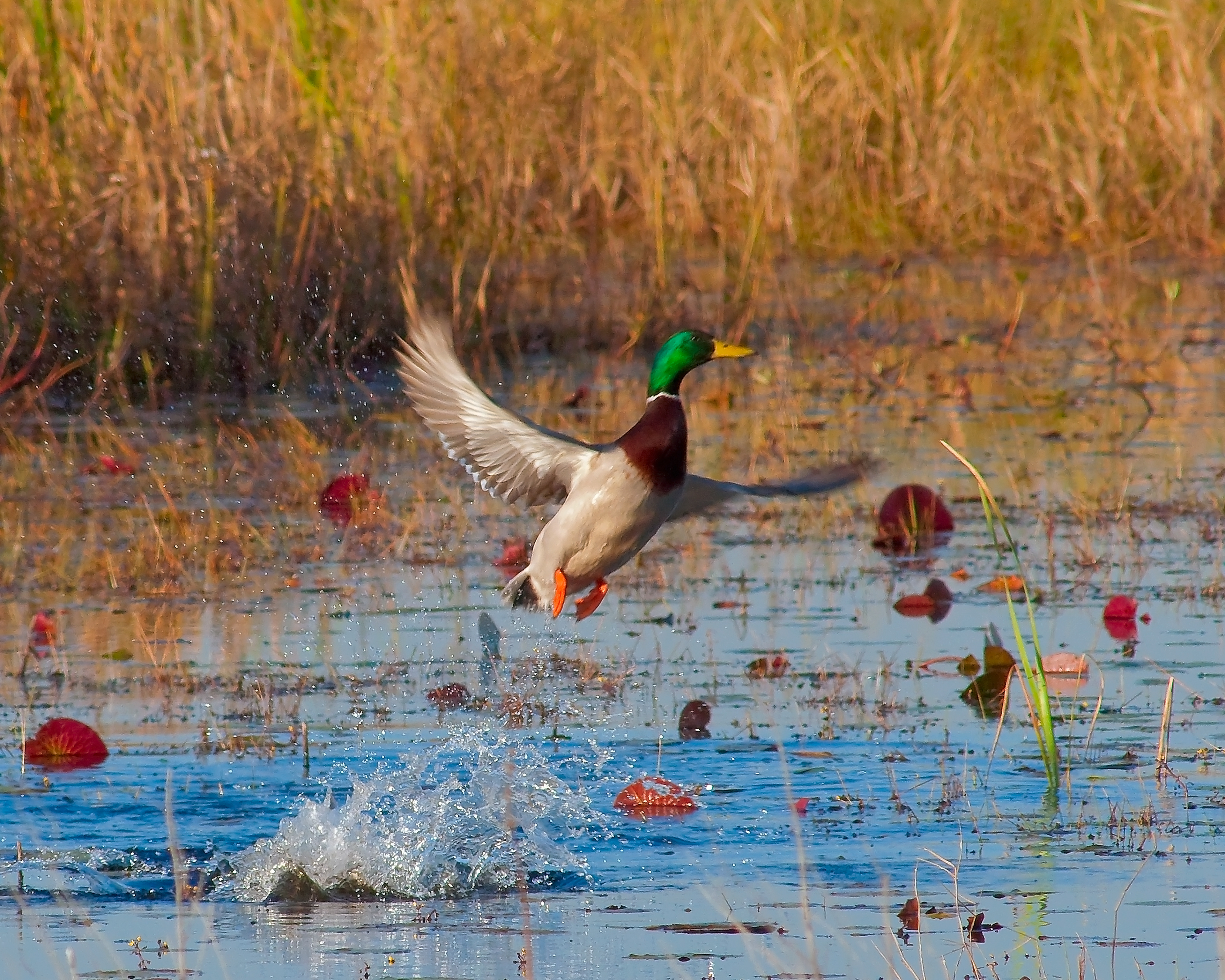 Mallard Lift Off - Lacassine National Wildlife Refuge, Louisiana