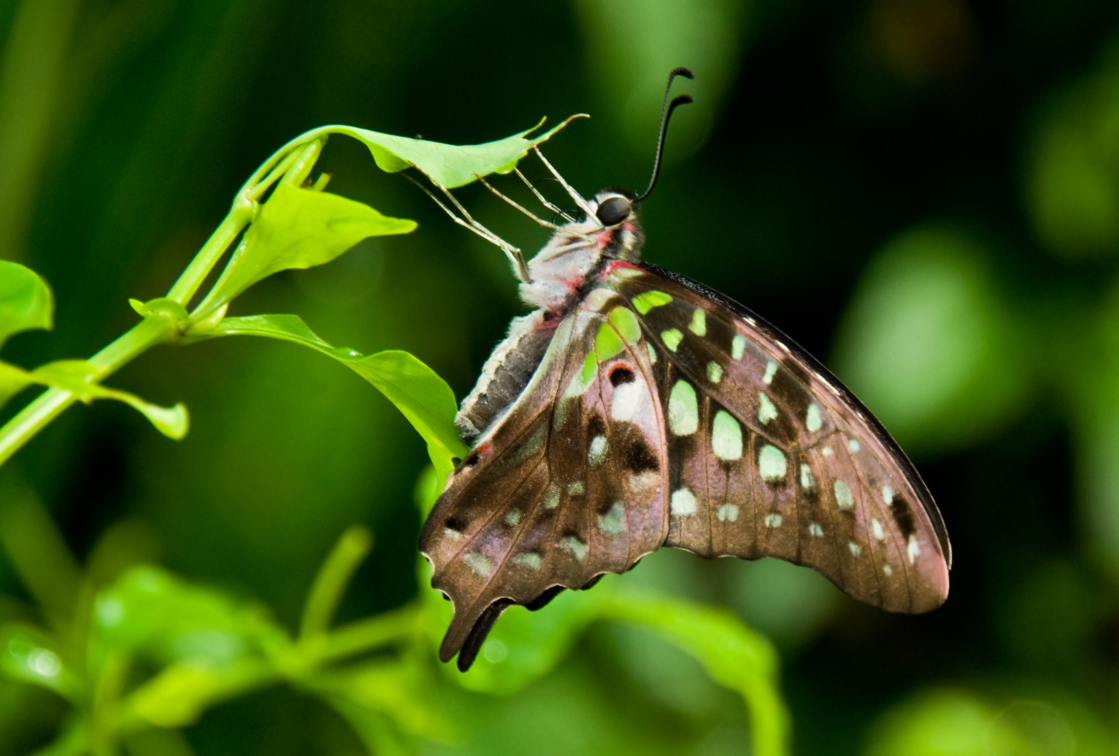 Tailed Jay