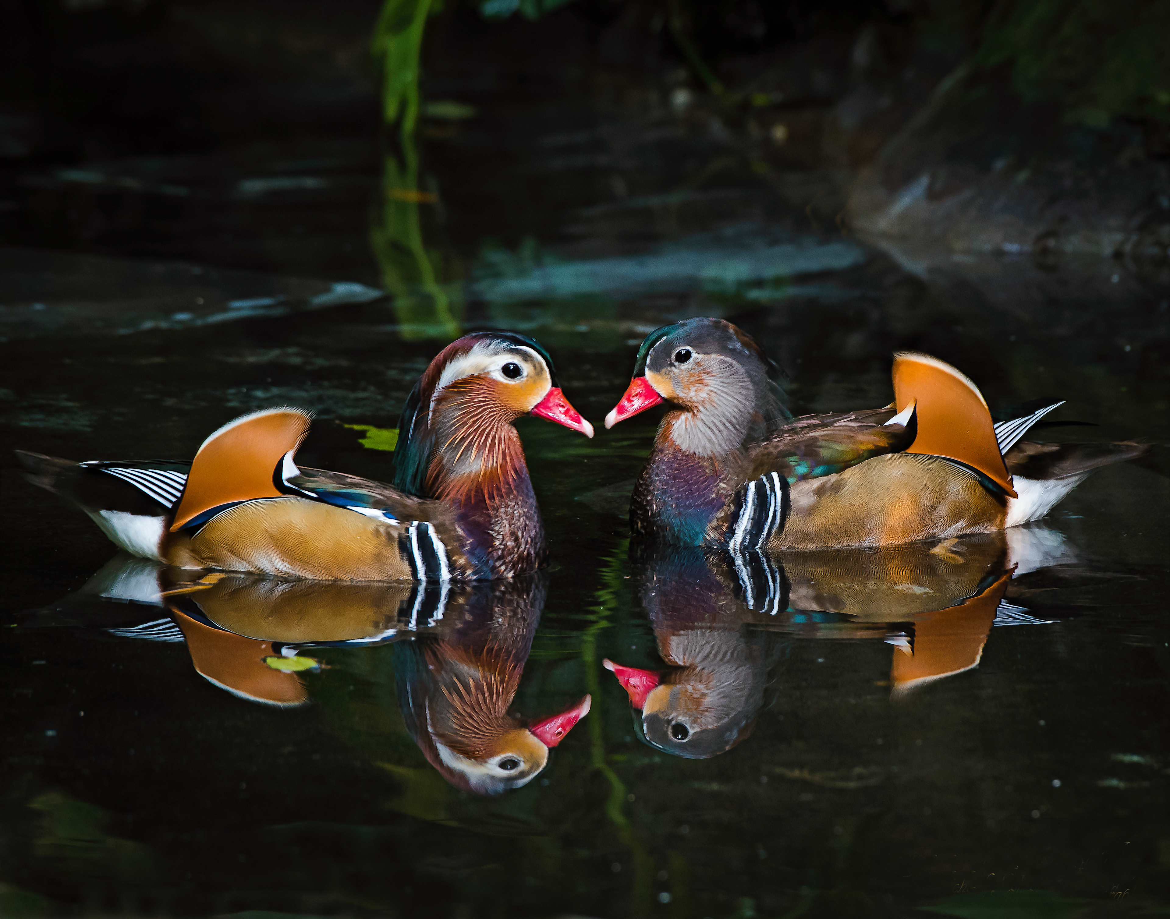 Mandarian Duck Pair (East Asia)