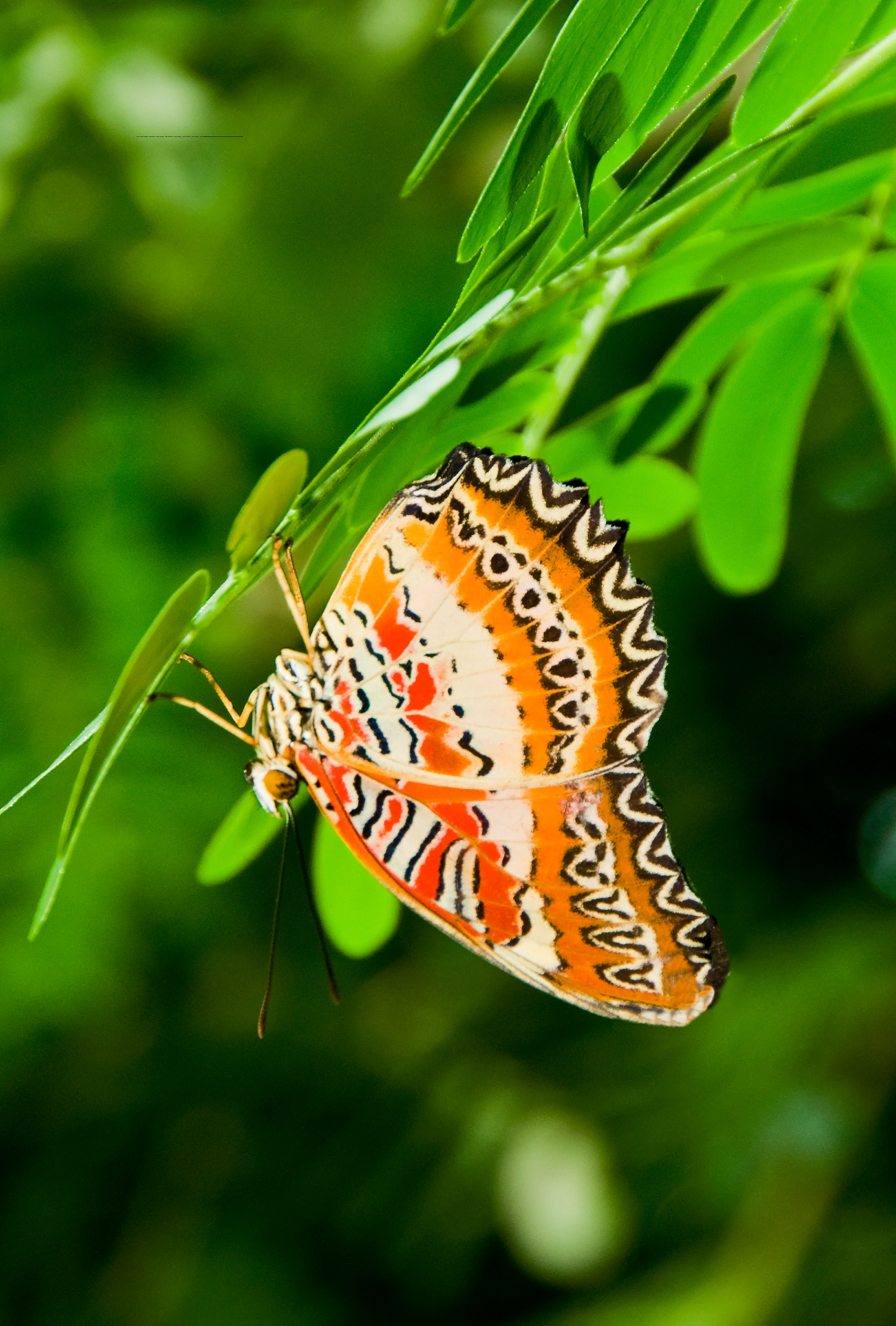 Red Lacewing