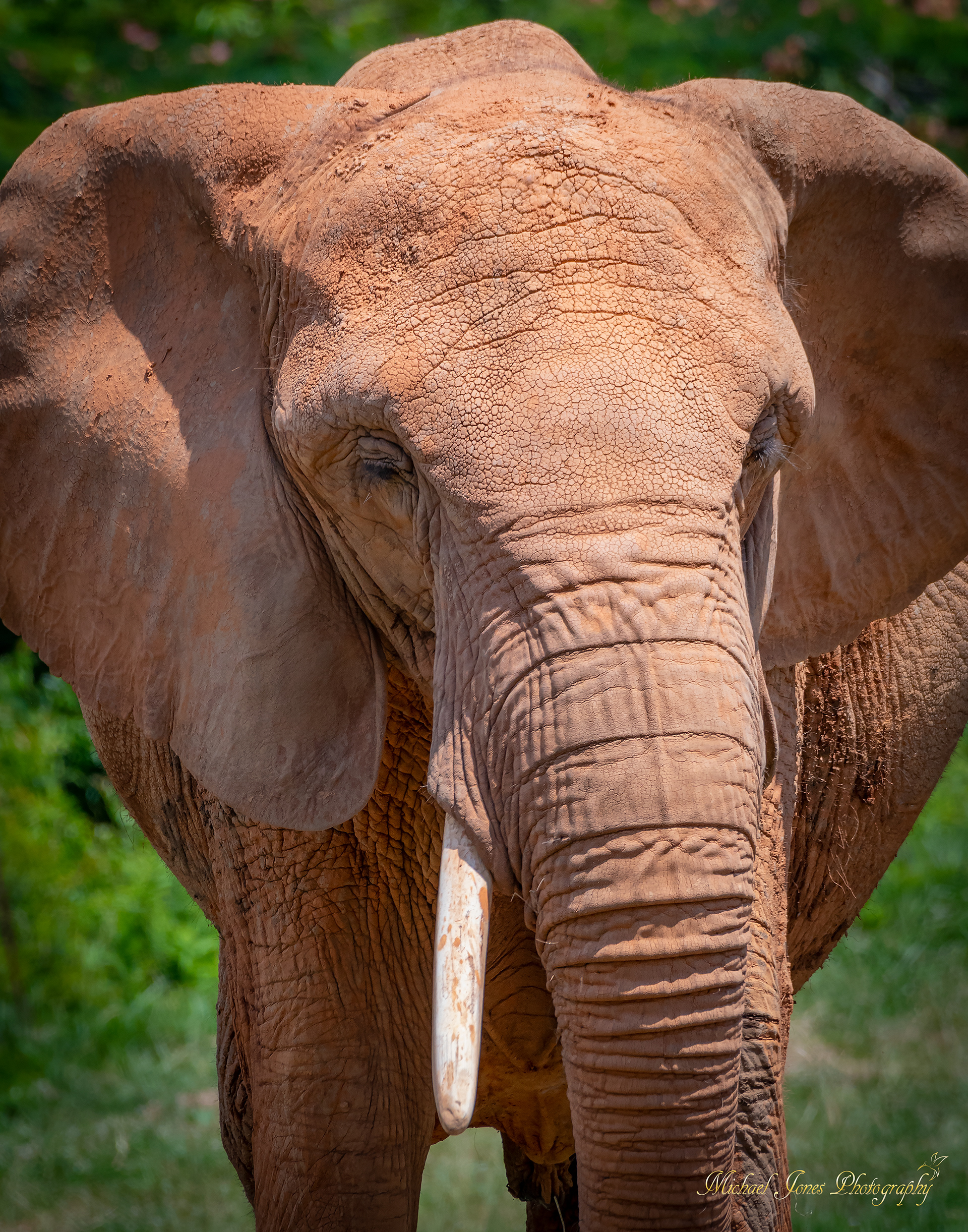 Elephant Portrait 1