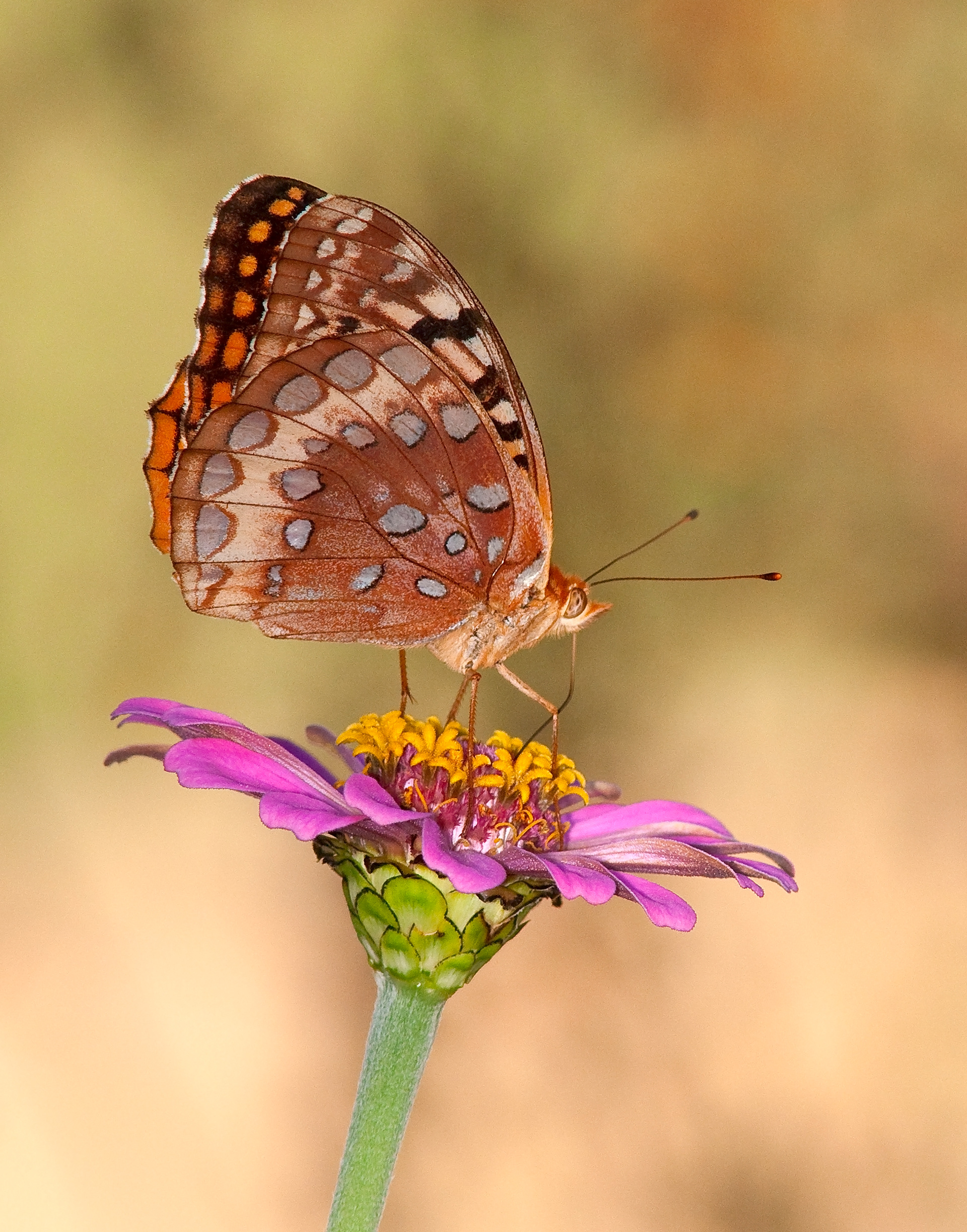 Great Spangled Fritillary