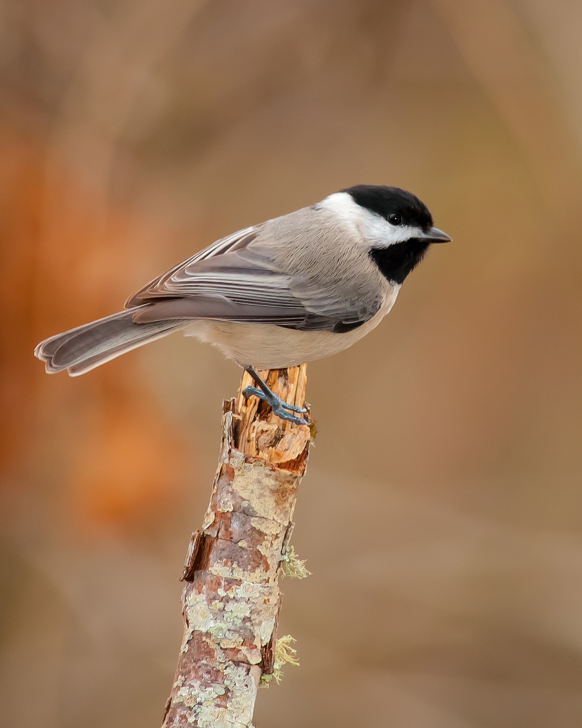 Black-capped Chickadee - Cabarrus County, NC