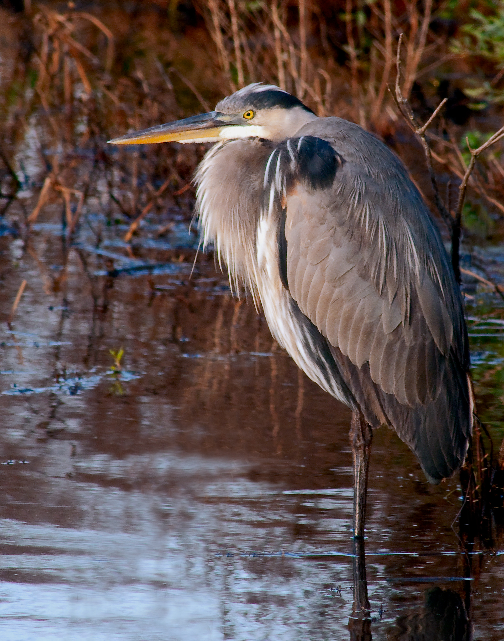 Blue Heron - Lacassine National Wildlife Refuge, Louisiana