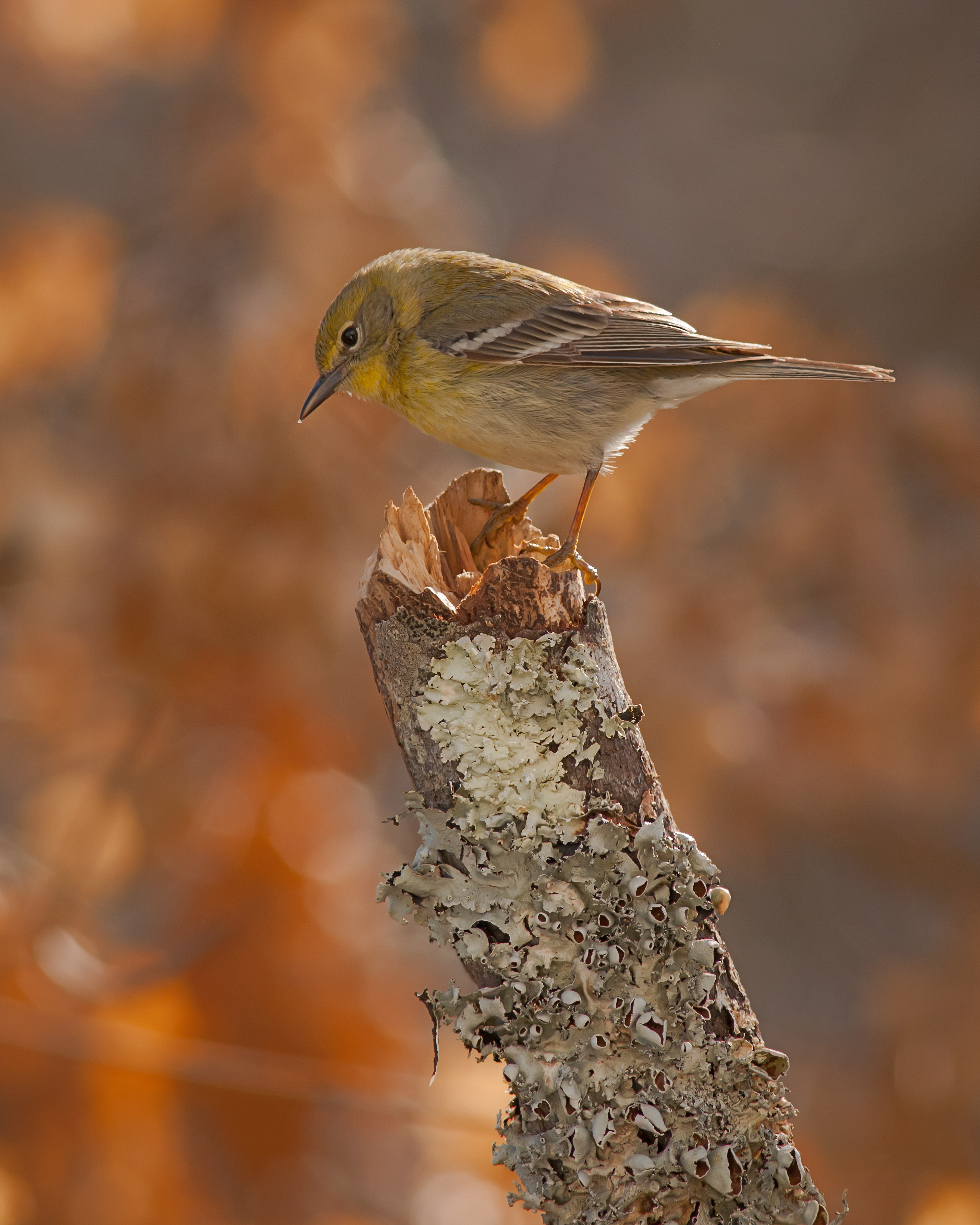 Female Pine Warbler - Cabarrus County, NC