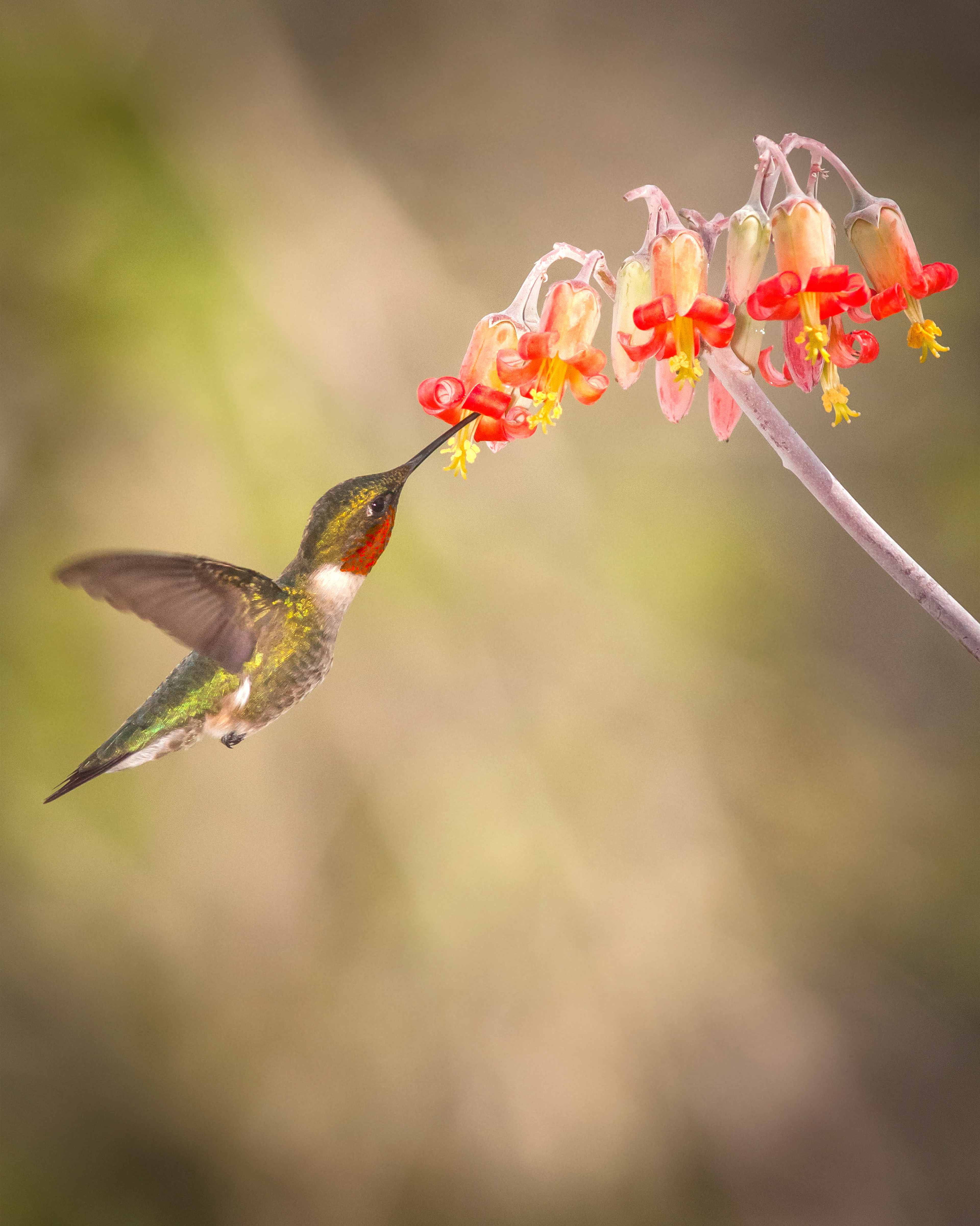 Male Rubythroated Hummingbird 3