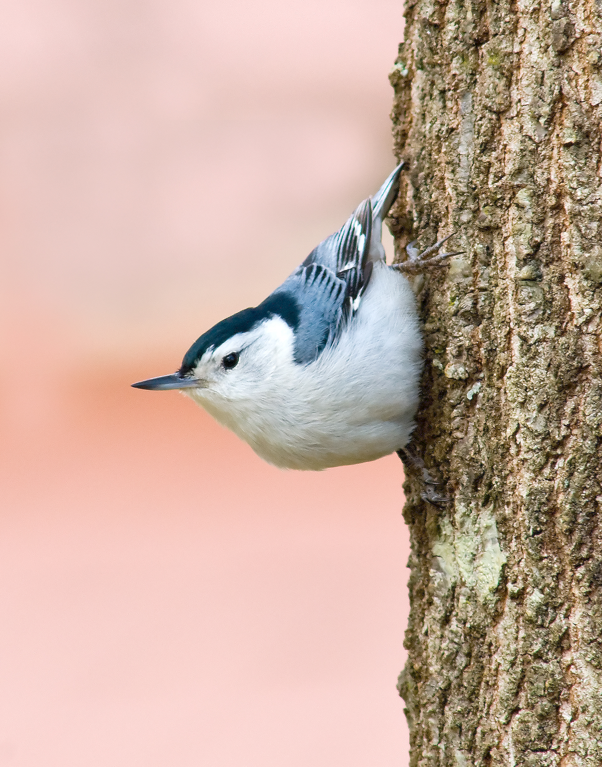 White-breasted Nuthatch - Floyd County, Georgia