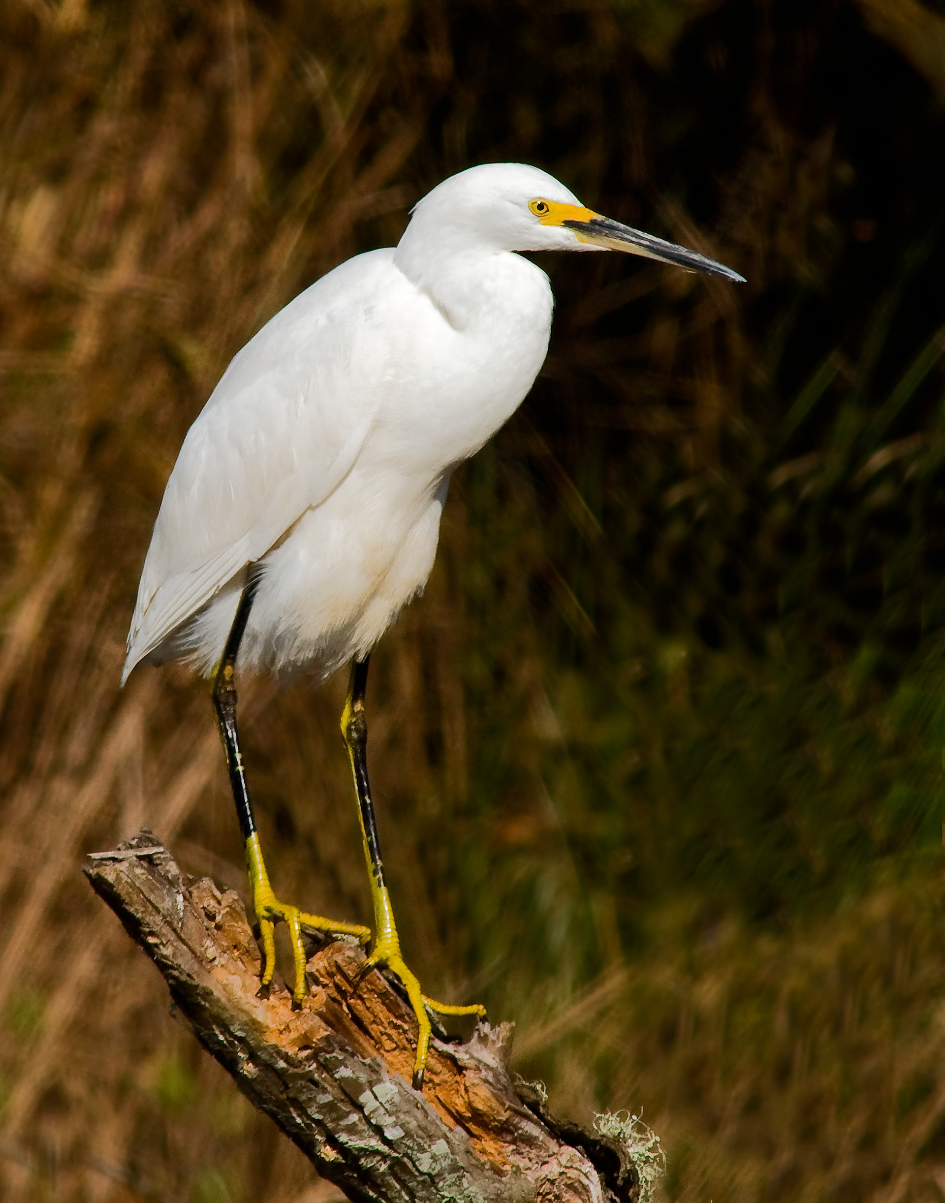 Snowy Egret - Lacassine National Wildlife Refuge, Louisiana
