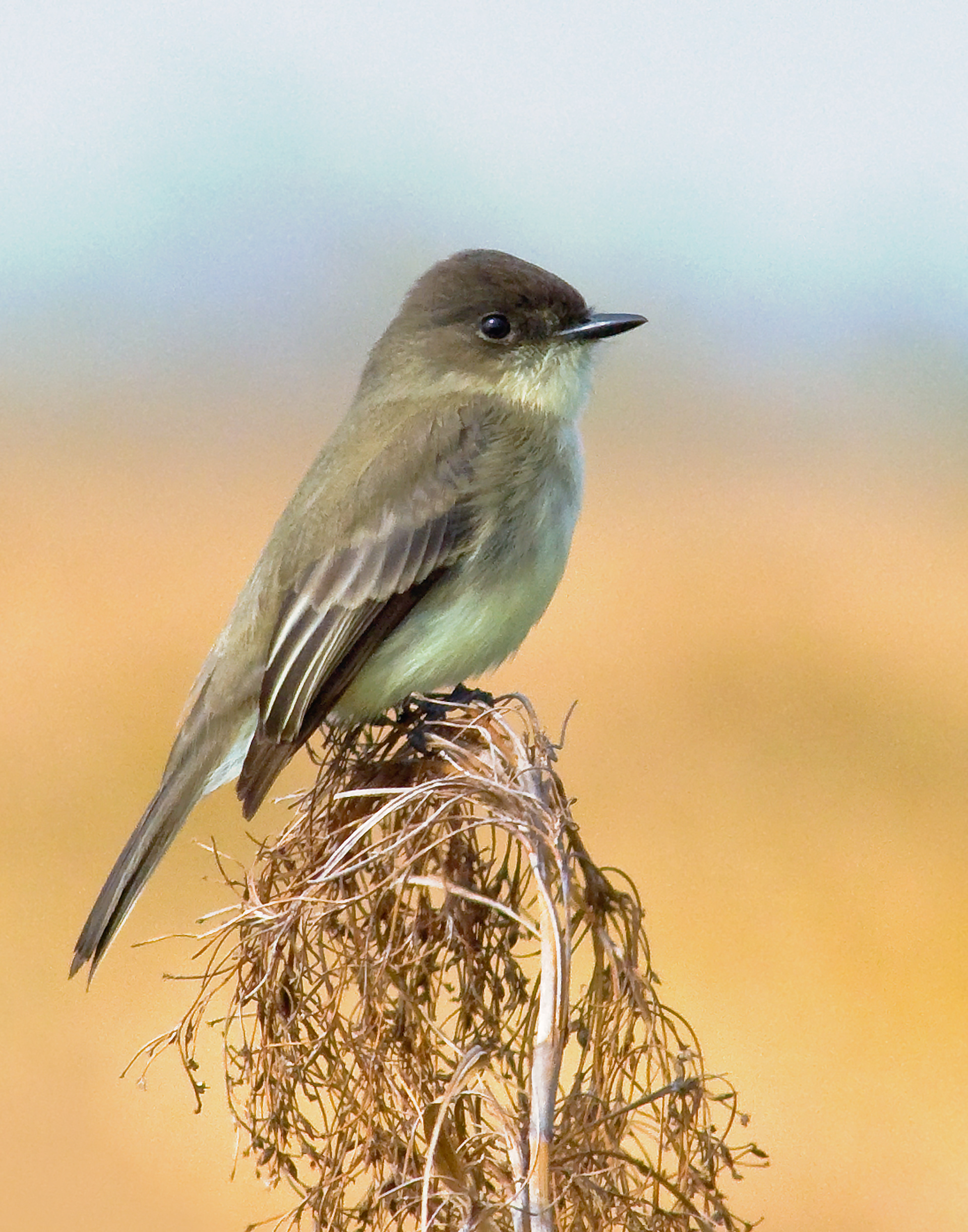 Acadian Fly Catcher - Lacassine National Wildlife Refuge, Louisiana