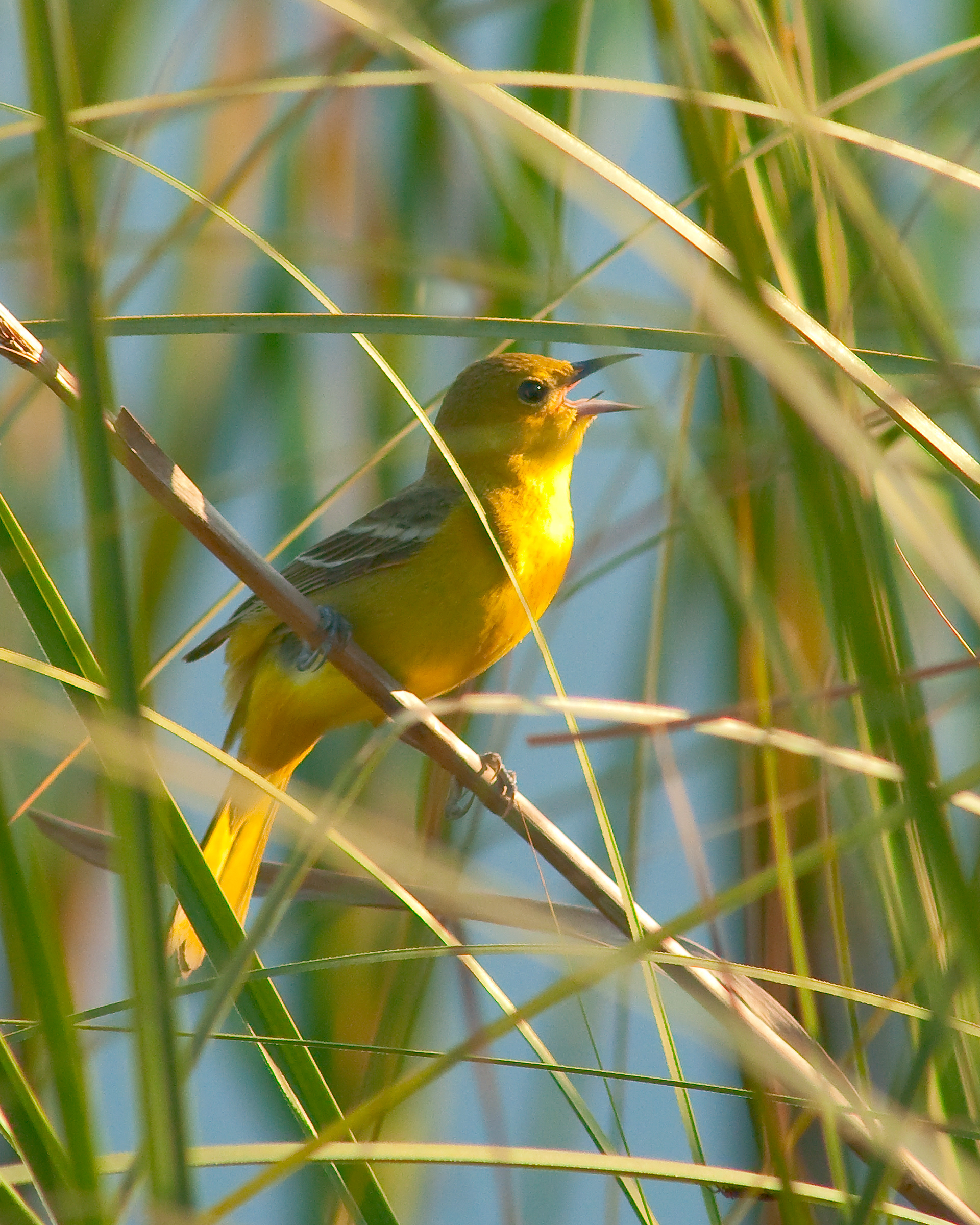 Female Orchard Oriole - Lacassine National Wildlife Refuge, Louisiana