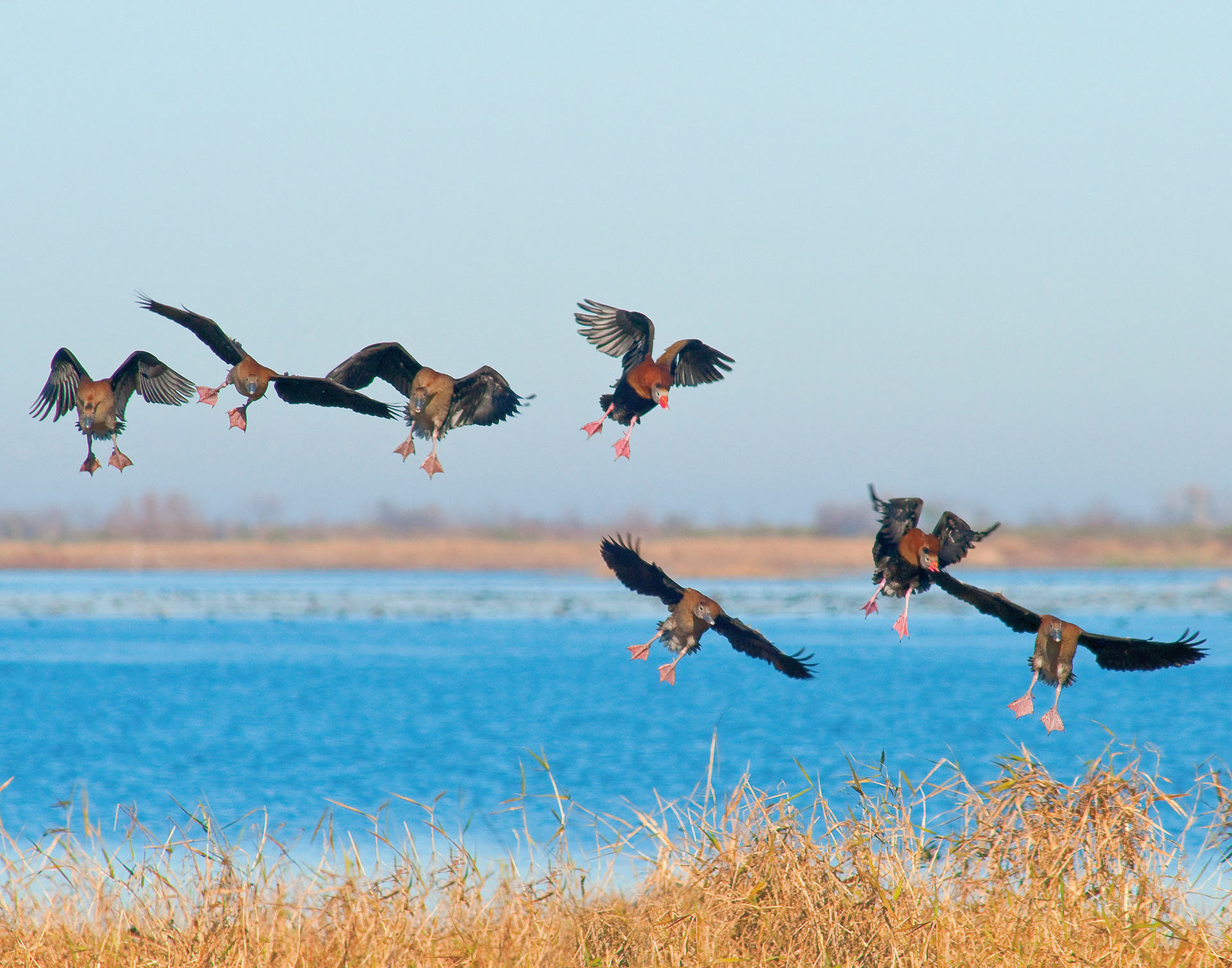 Black-bellied Whistling Ducks Landing - Lacassine National Wildlife Refuge, Louisiana
