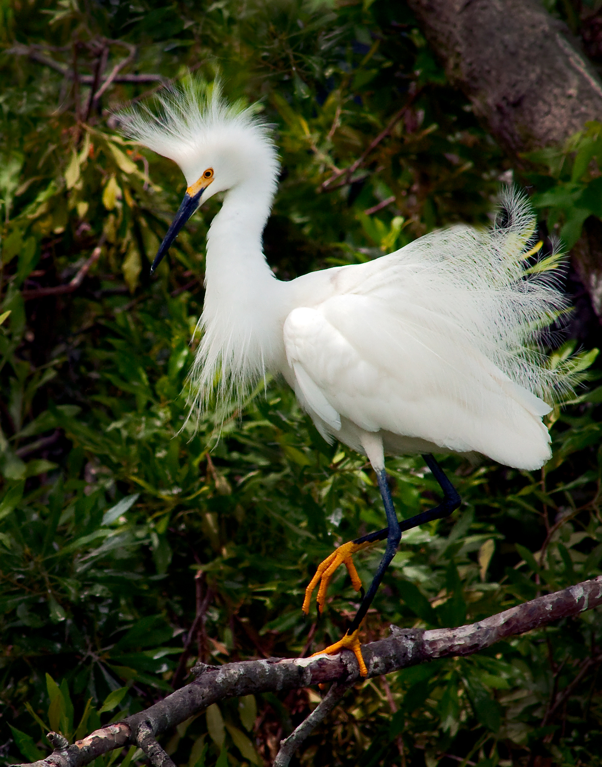Snowy Egret Mating Display - Jefferson island, Louisiana