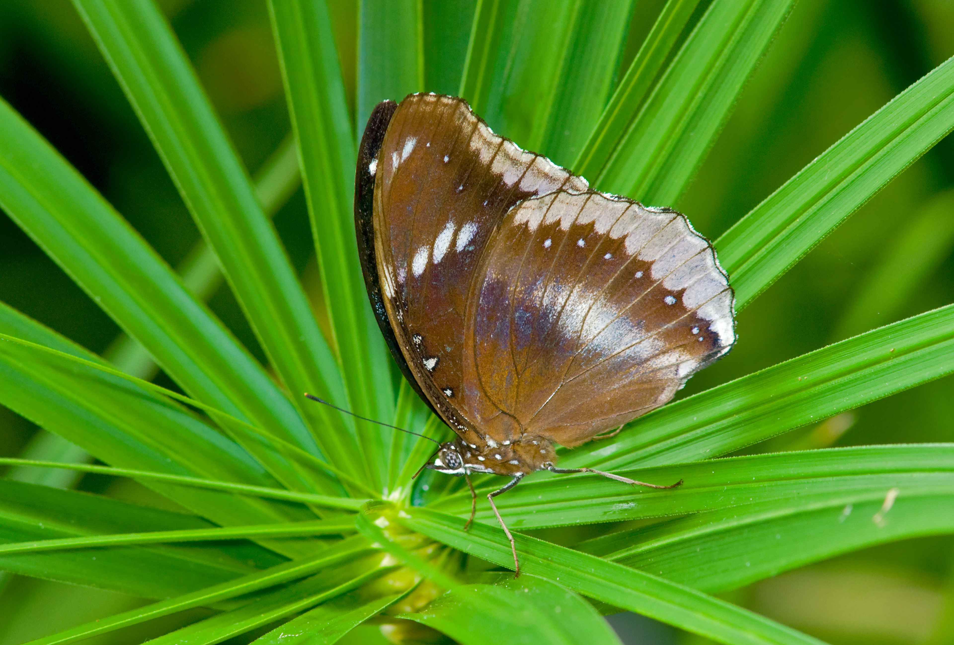 Great Egg Butterfly 1