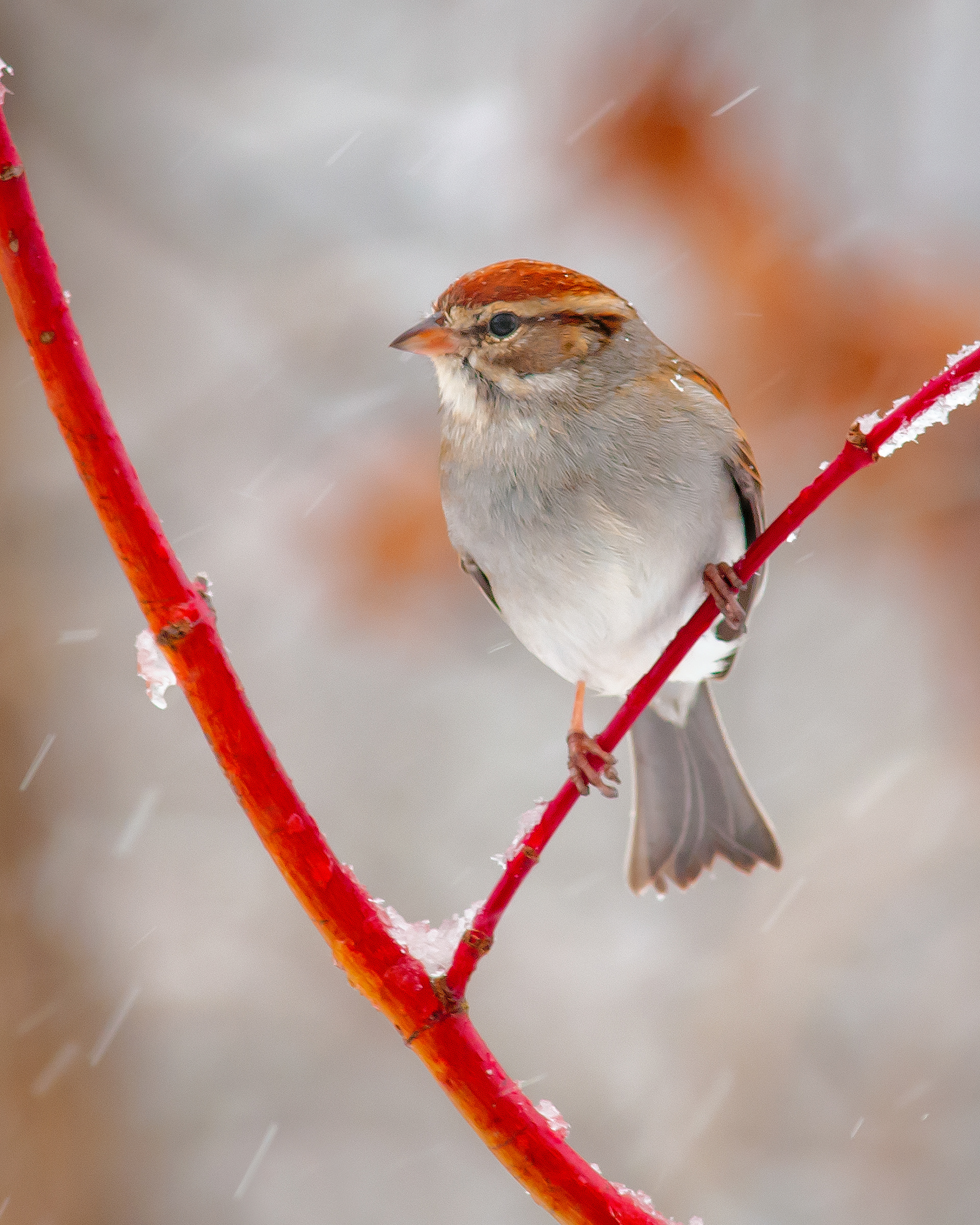 Chipping Sparrow - Cabarrus County, NC