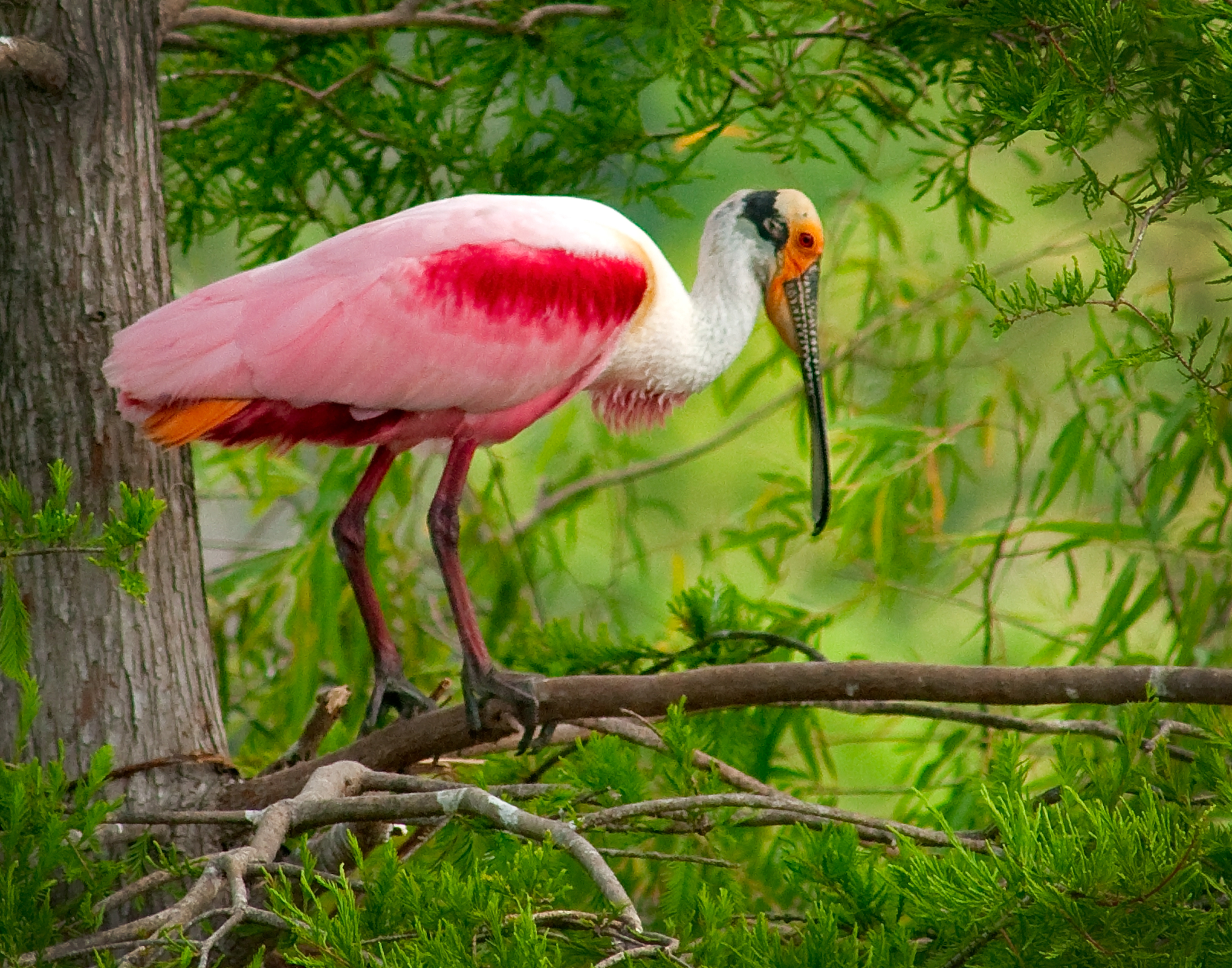 Rossette Spoonbill - Jefferson Island, Louisiana