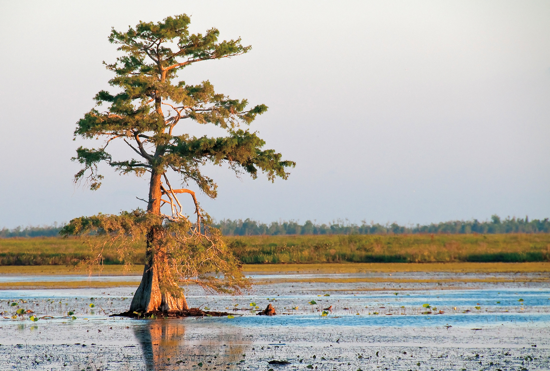 Cyprus Tree - Lacassine National Wildlife Refuge, Louisiana