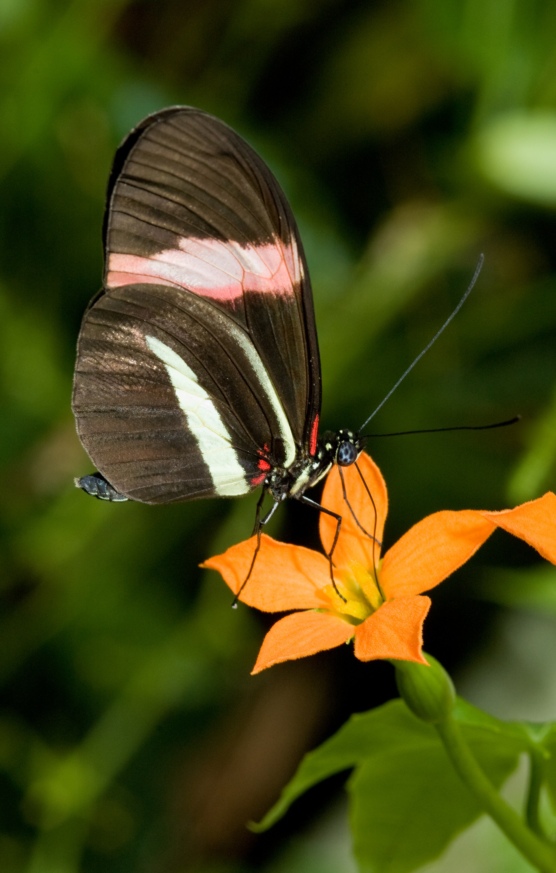 Crimson Patched Longwing