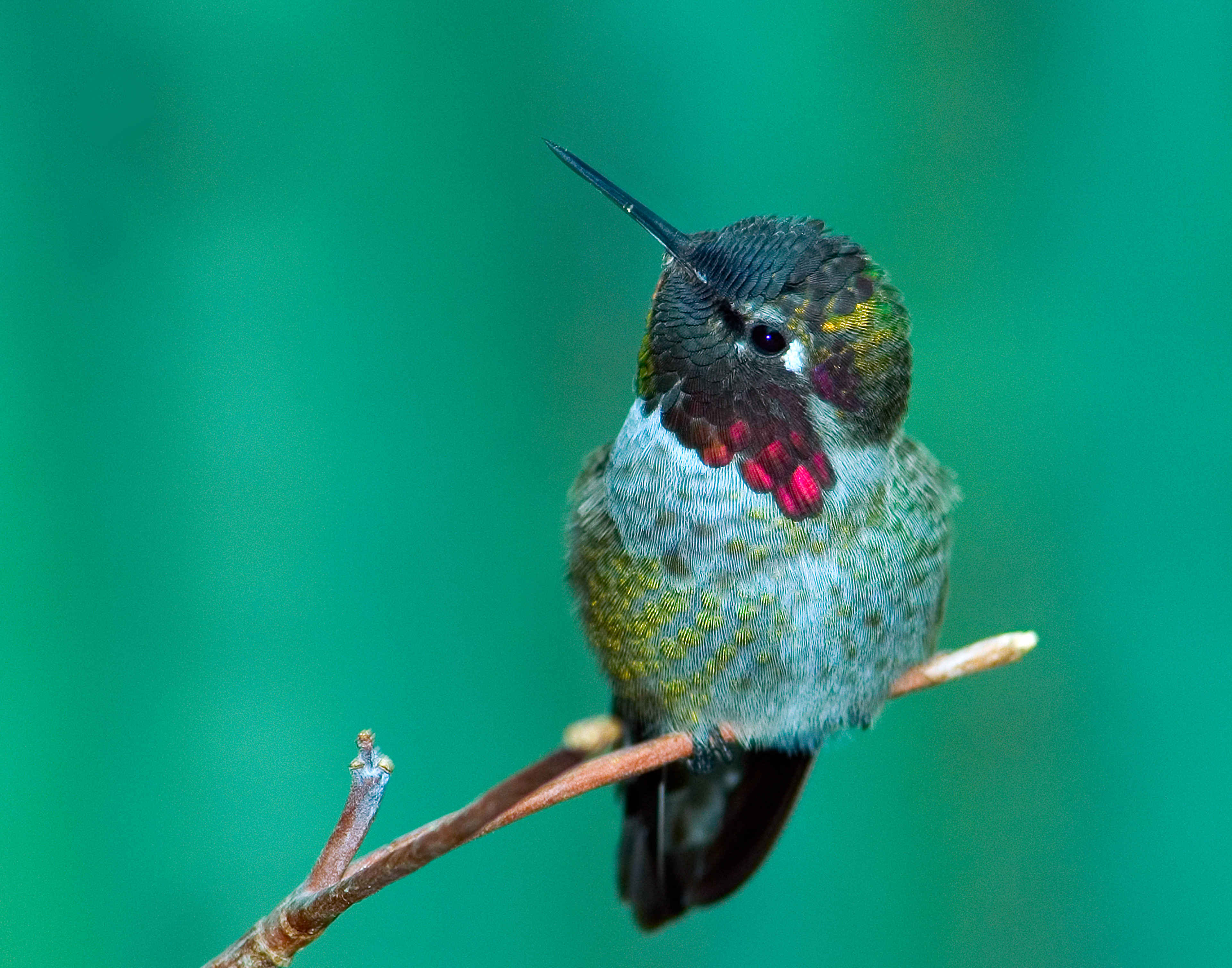 Male Anna's Hummingbird