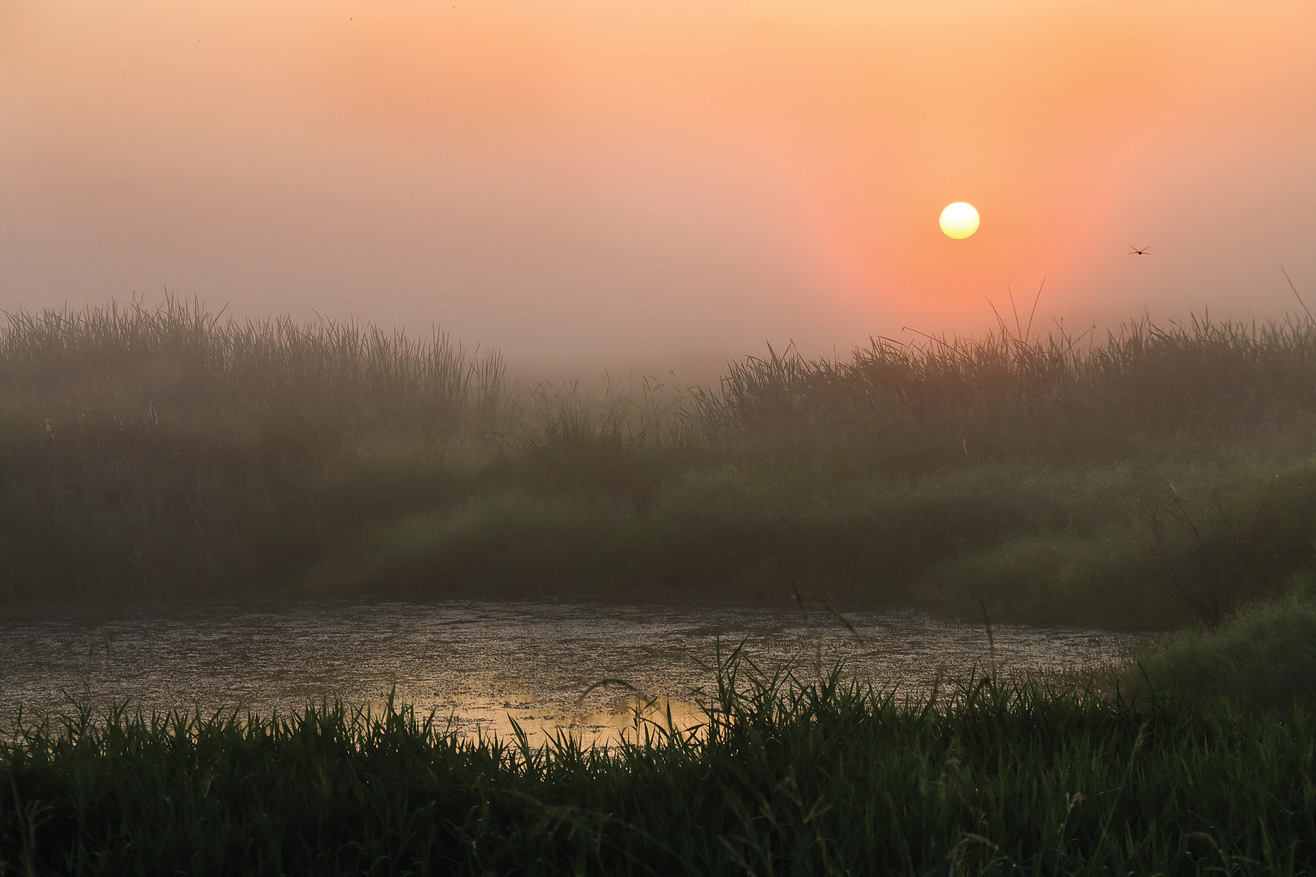 Dawn over the Marsh - Lacassine National Wildlife Refuge, Louisiana