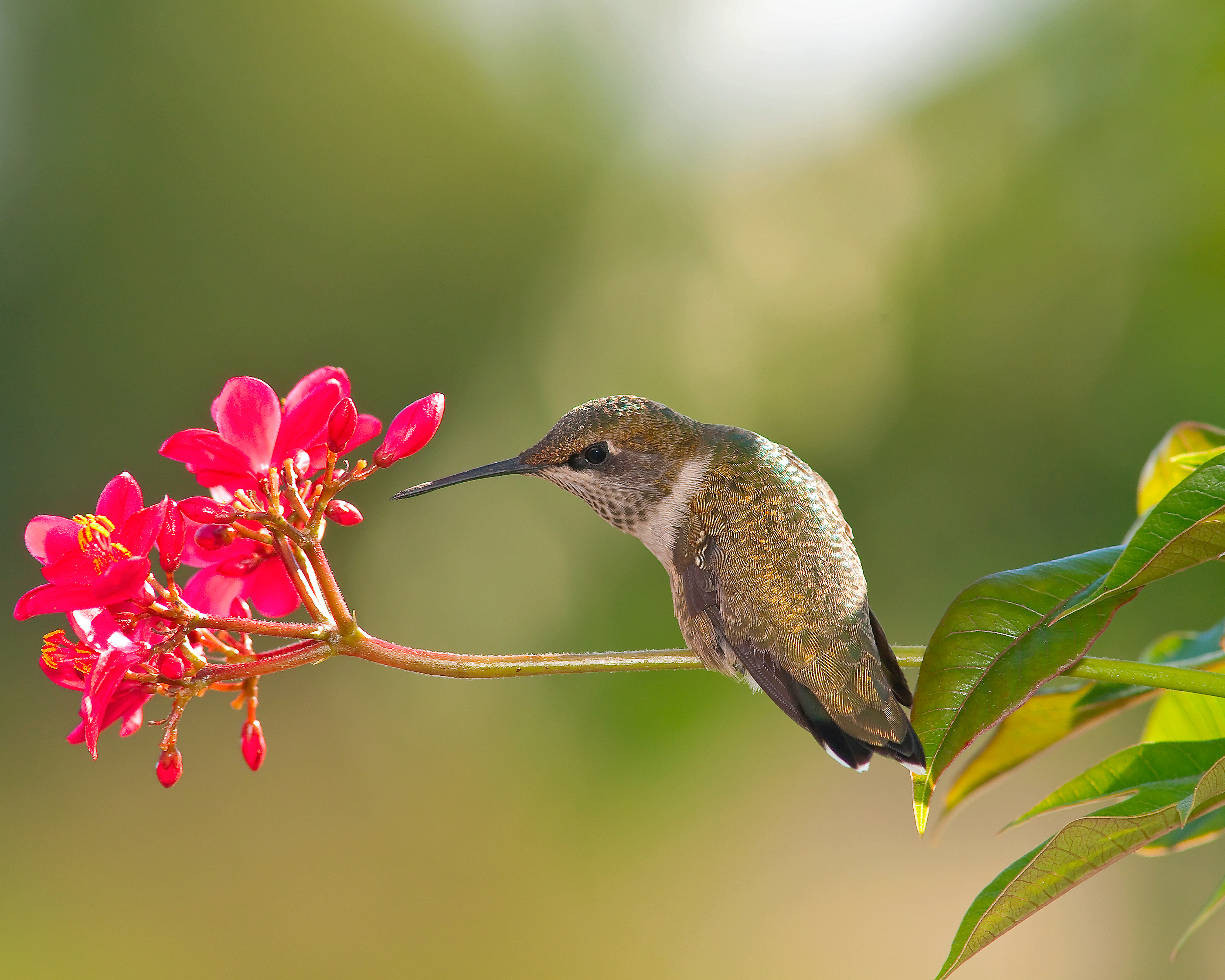 Young Male Rubythroated Hummingbird