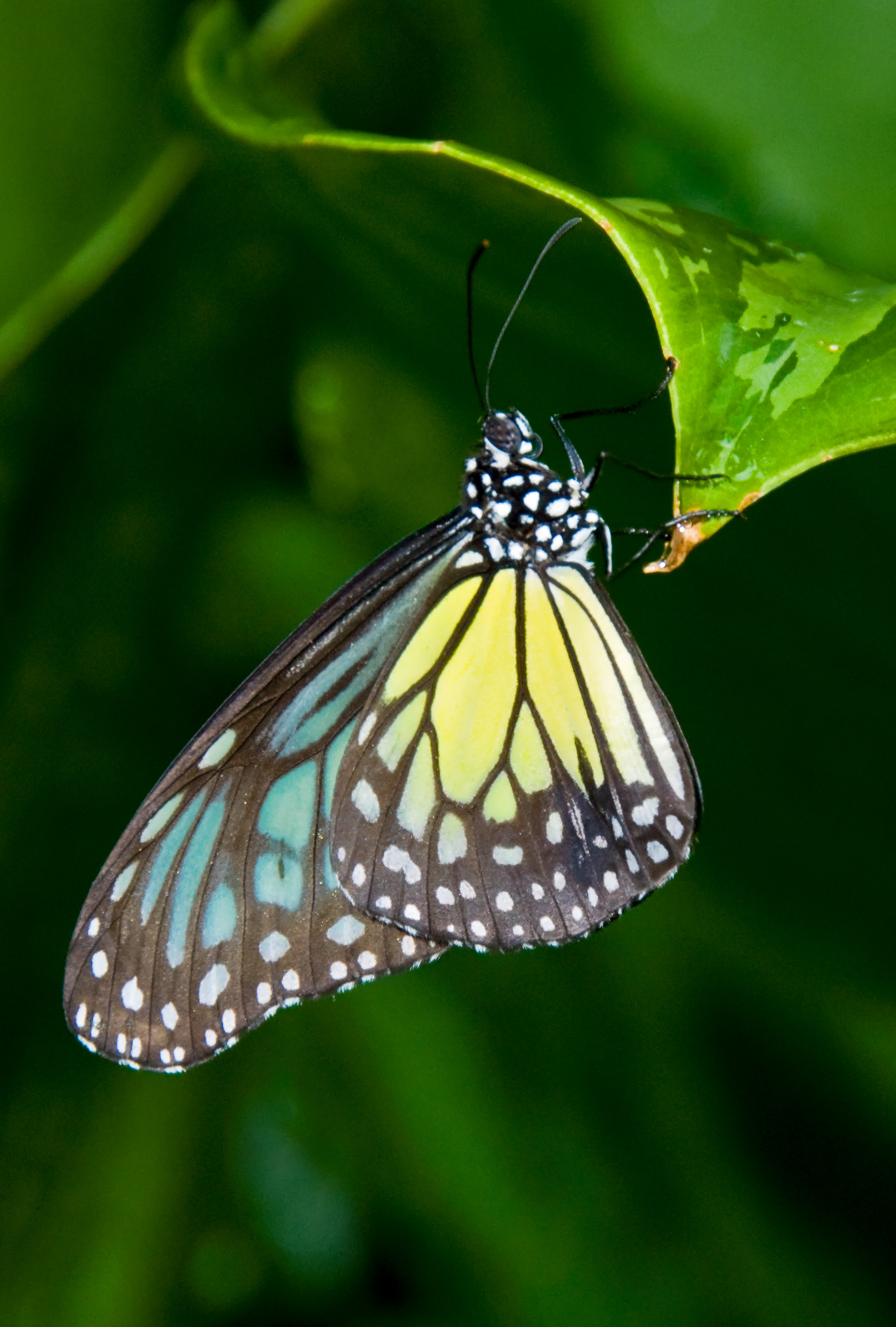 Blue Yellow Tiger