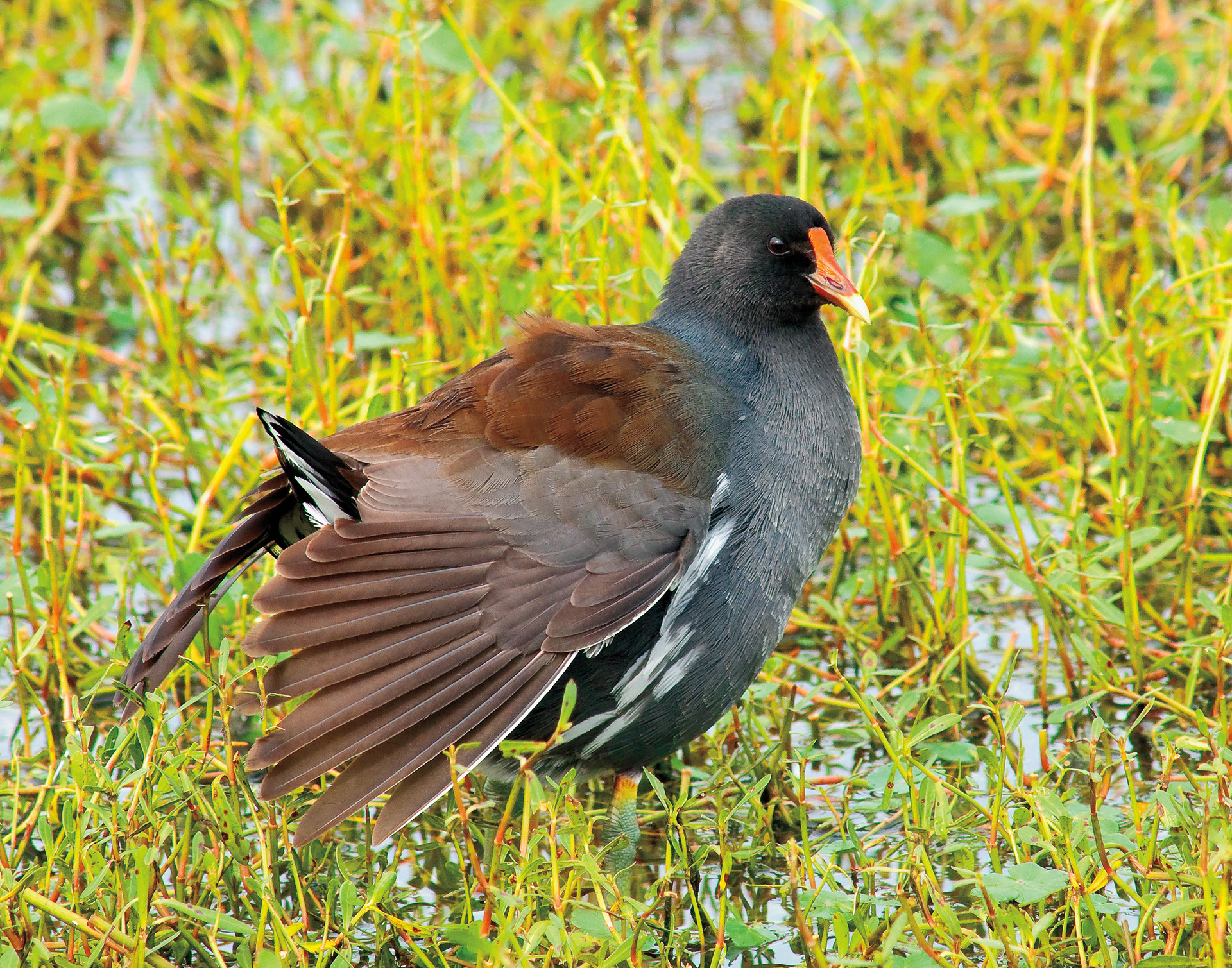 Moorhen Stretching - Lacassine National Wildlife Refuge, Louisiana