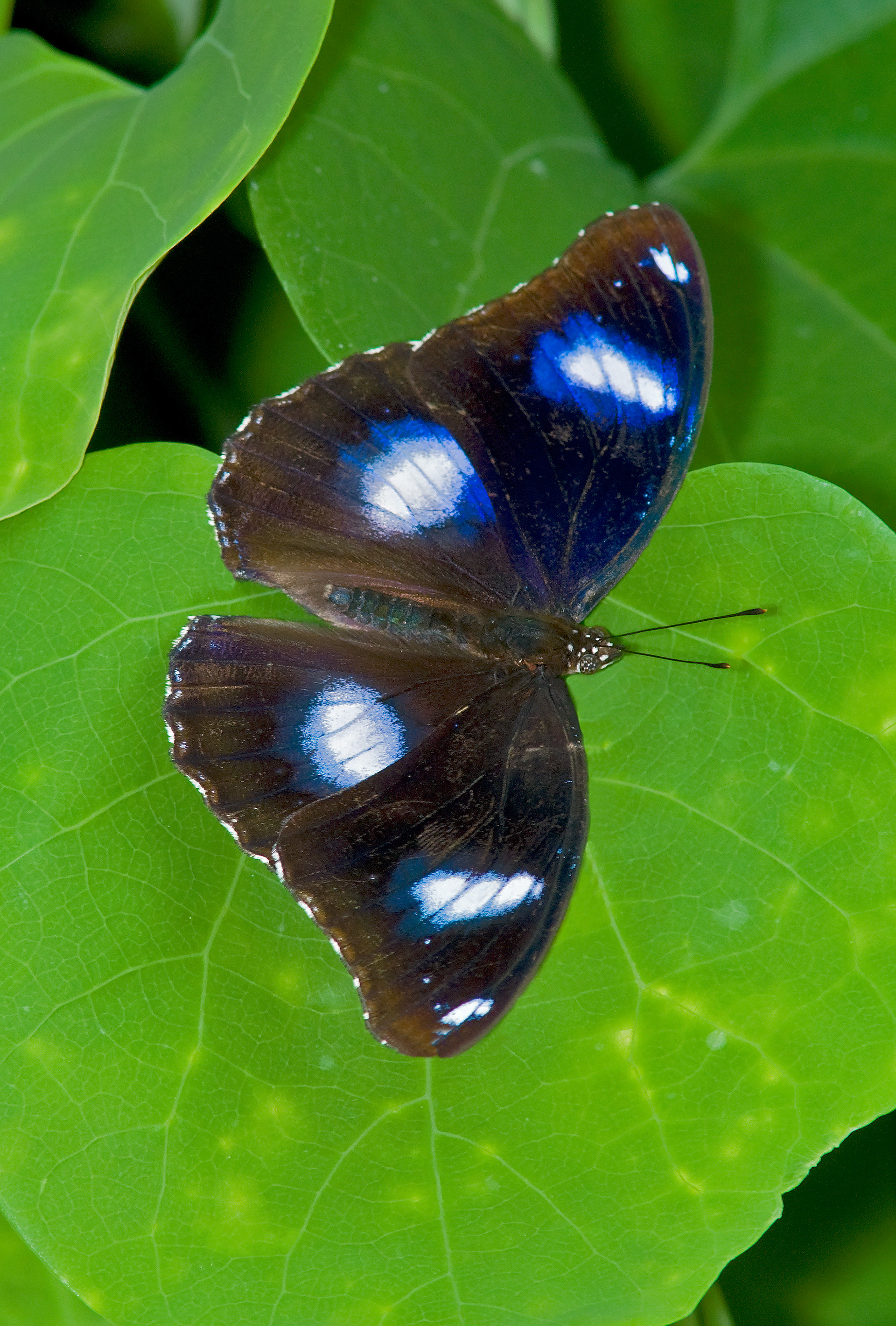Great Egg Butterfly (Male)