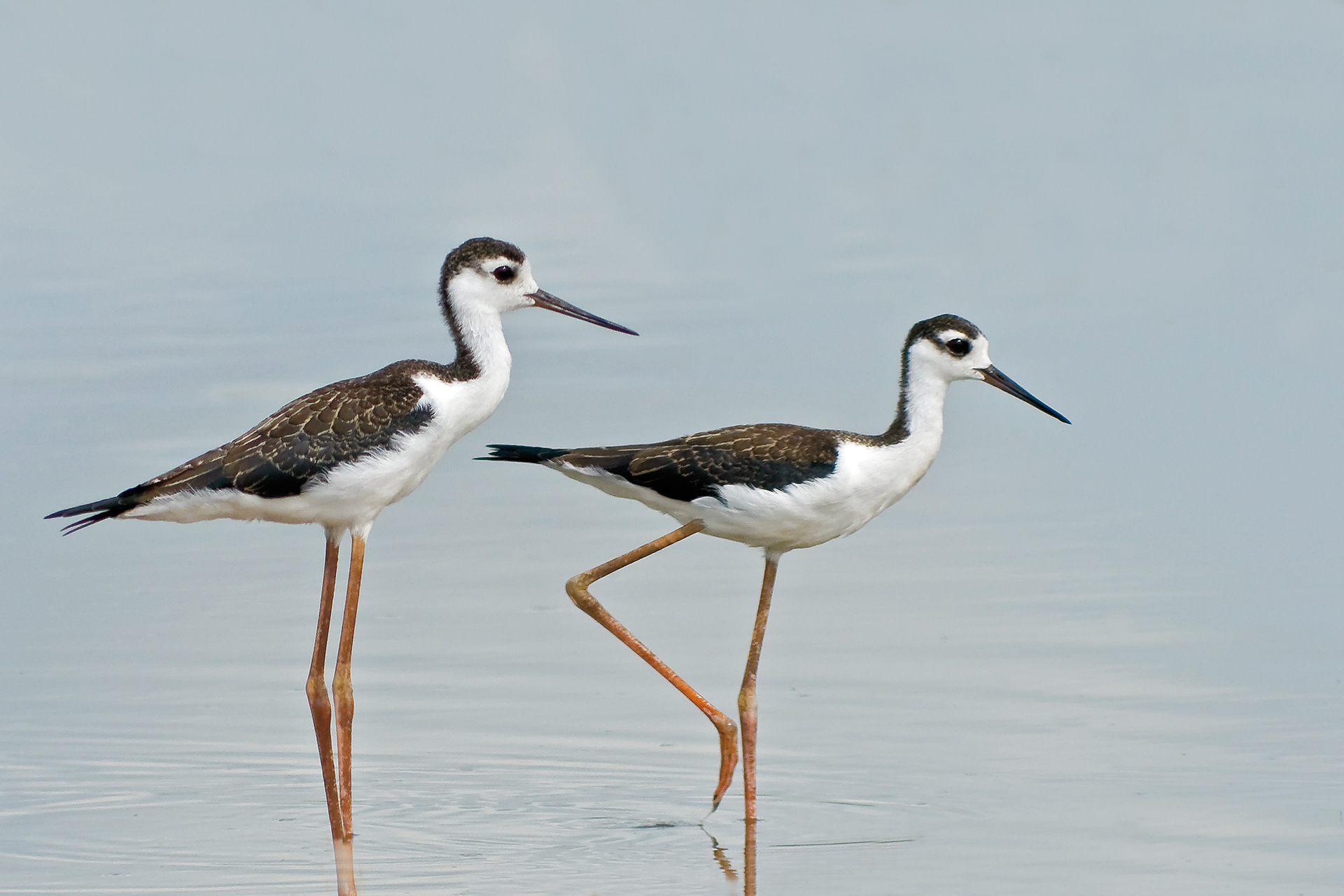 Black-necked Stilts (Immature) - Lacassine National Wildlife Refuge, Louisiana