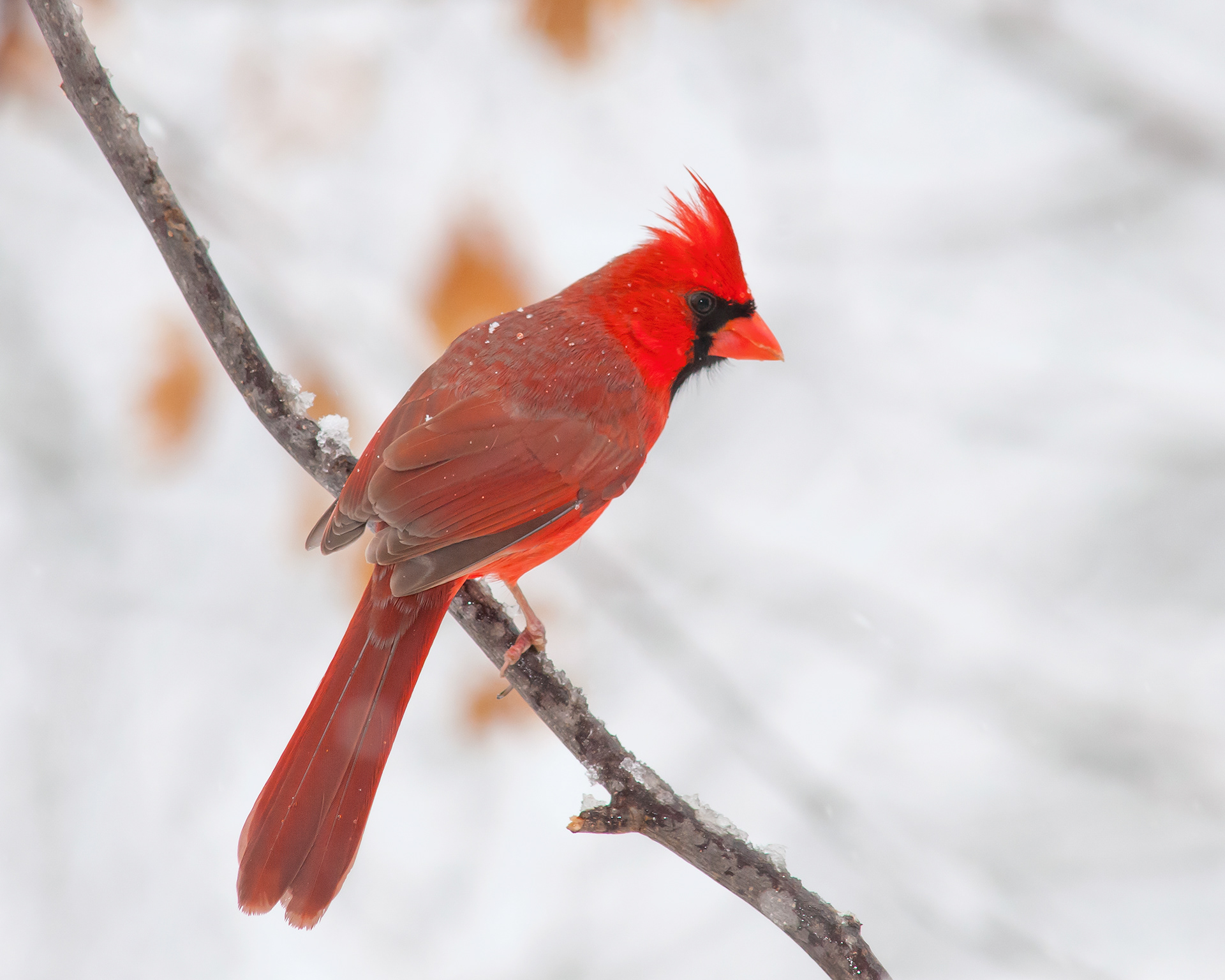 Male Northern Cardinal - Cabarrus County, NC