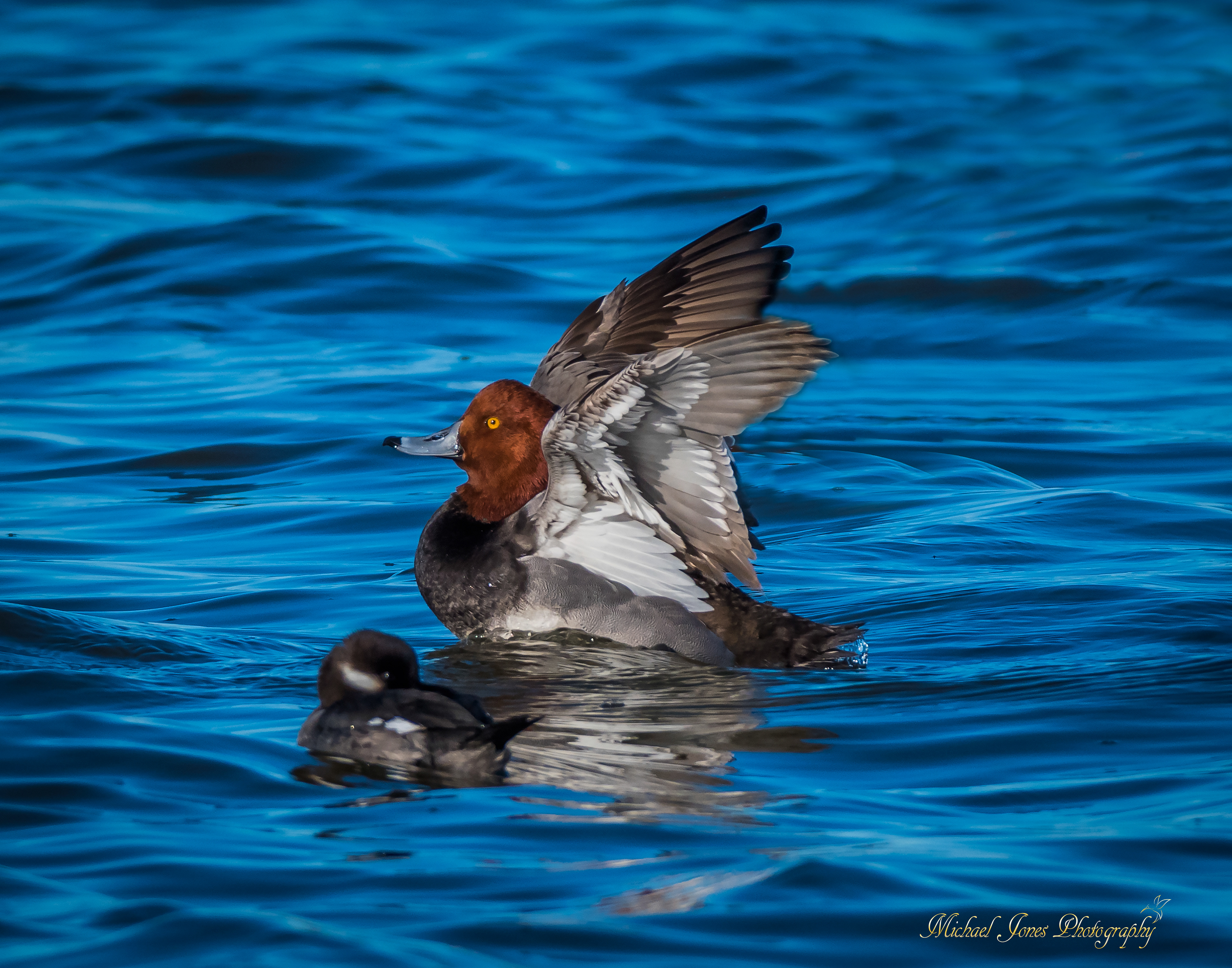 Male Redhead Duck (flexing) - Pea Island National Wildlife Refuge, NC