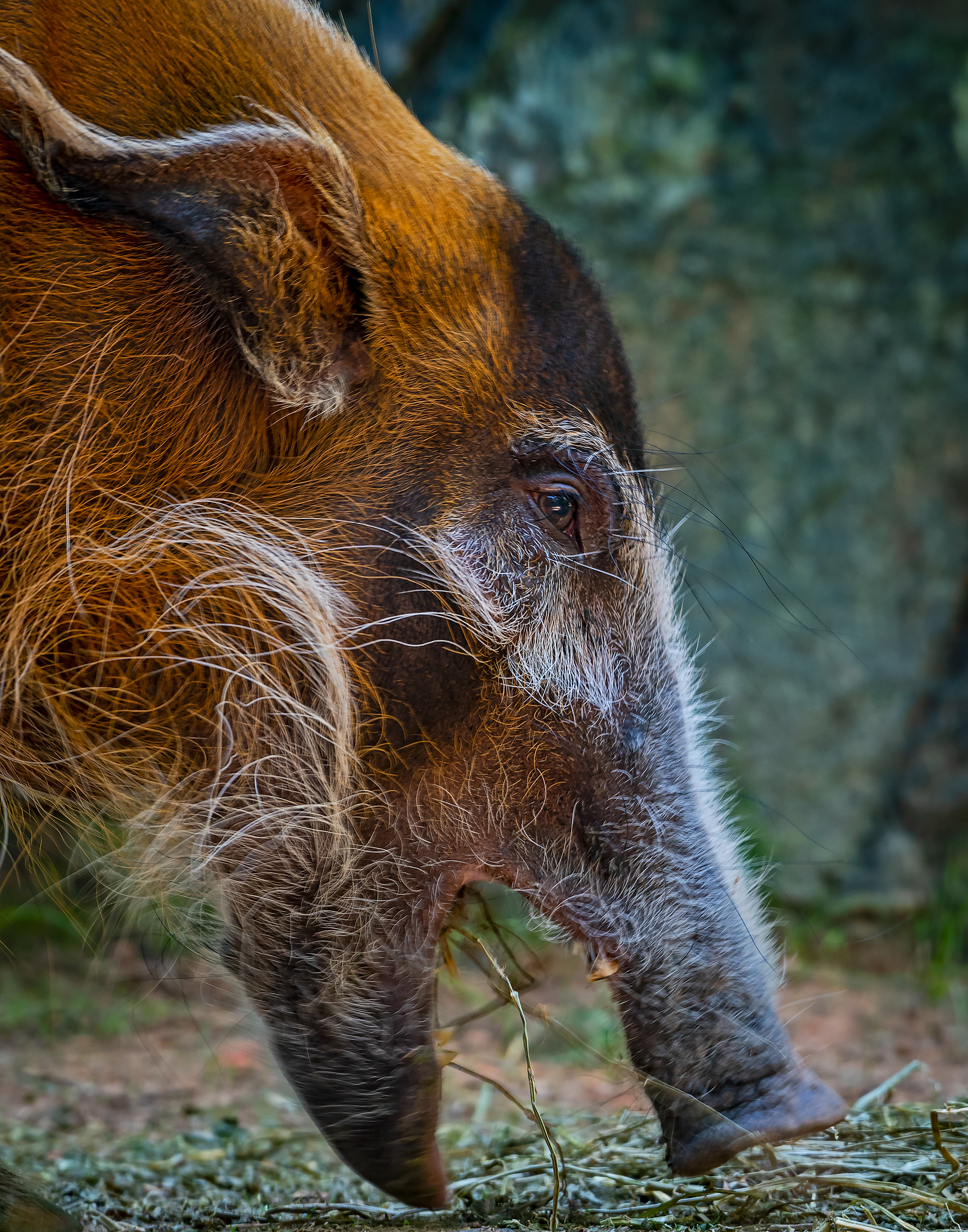 Red River Hog Portrait