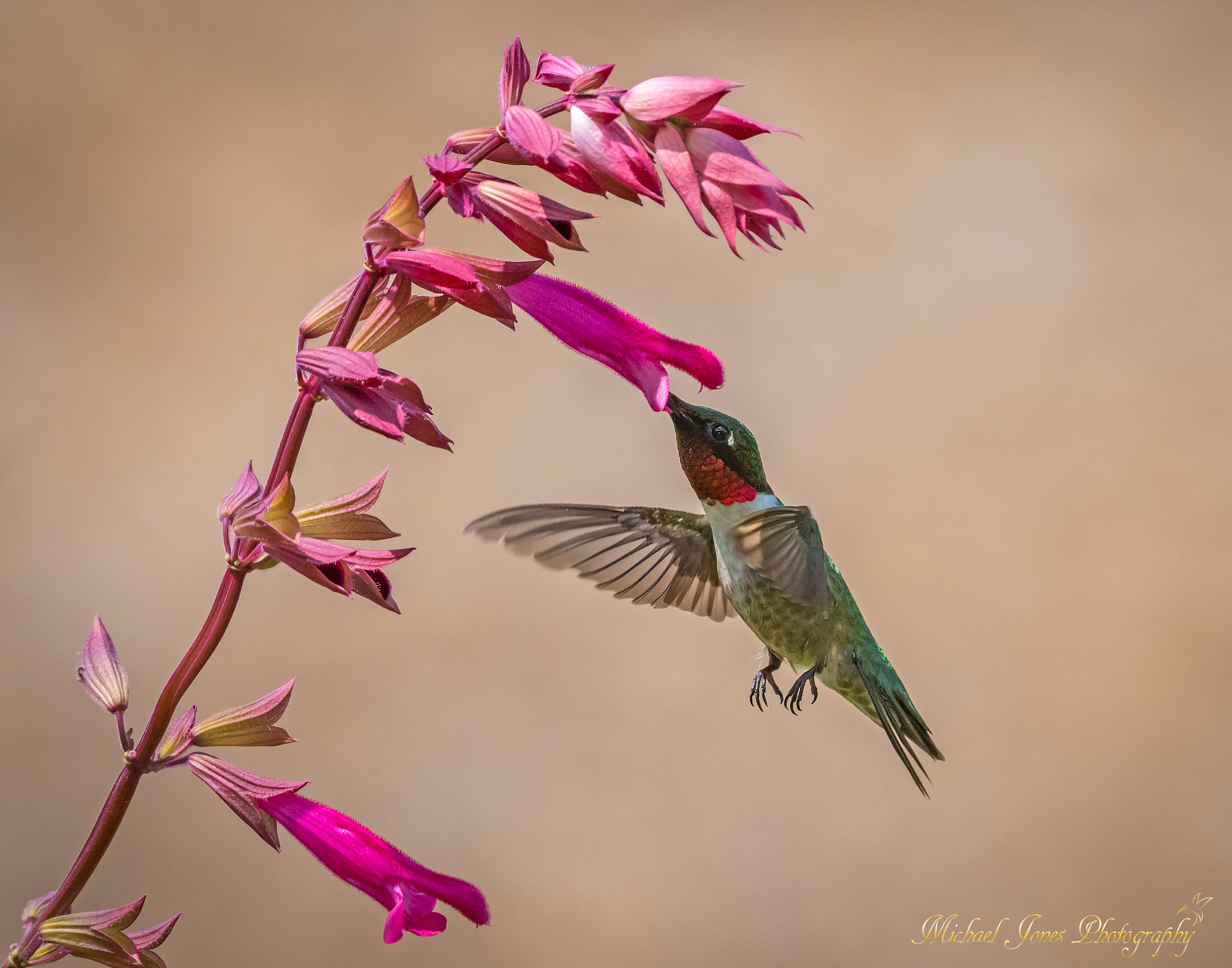 Male Rubythroated Hummingbird 2