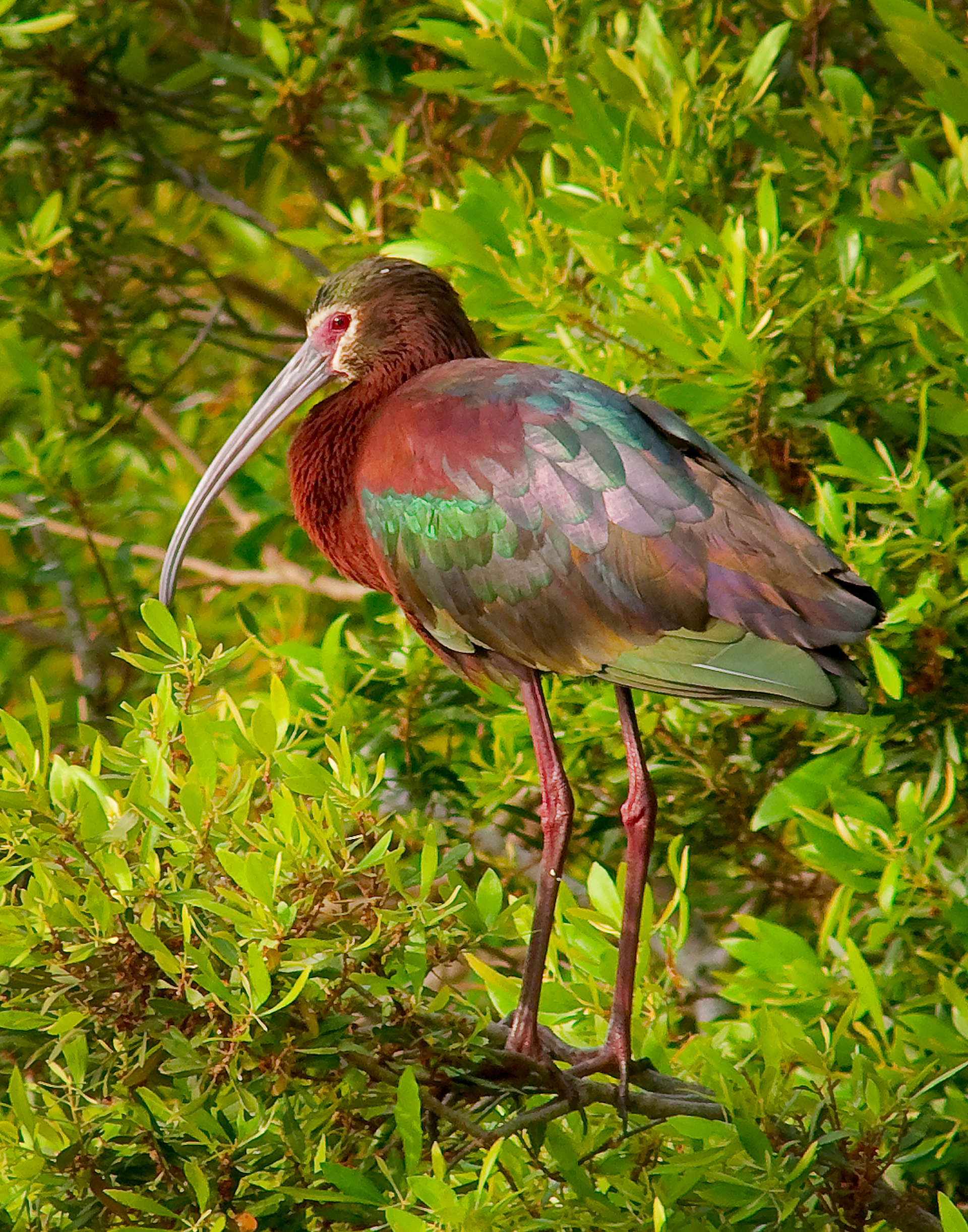 White-faced Ibis - Lacassine National Wildlife Refuge, Louisiana