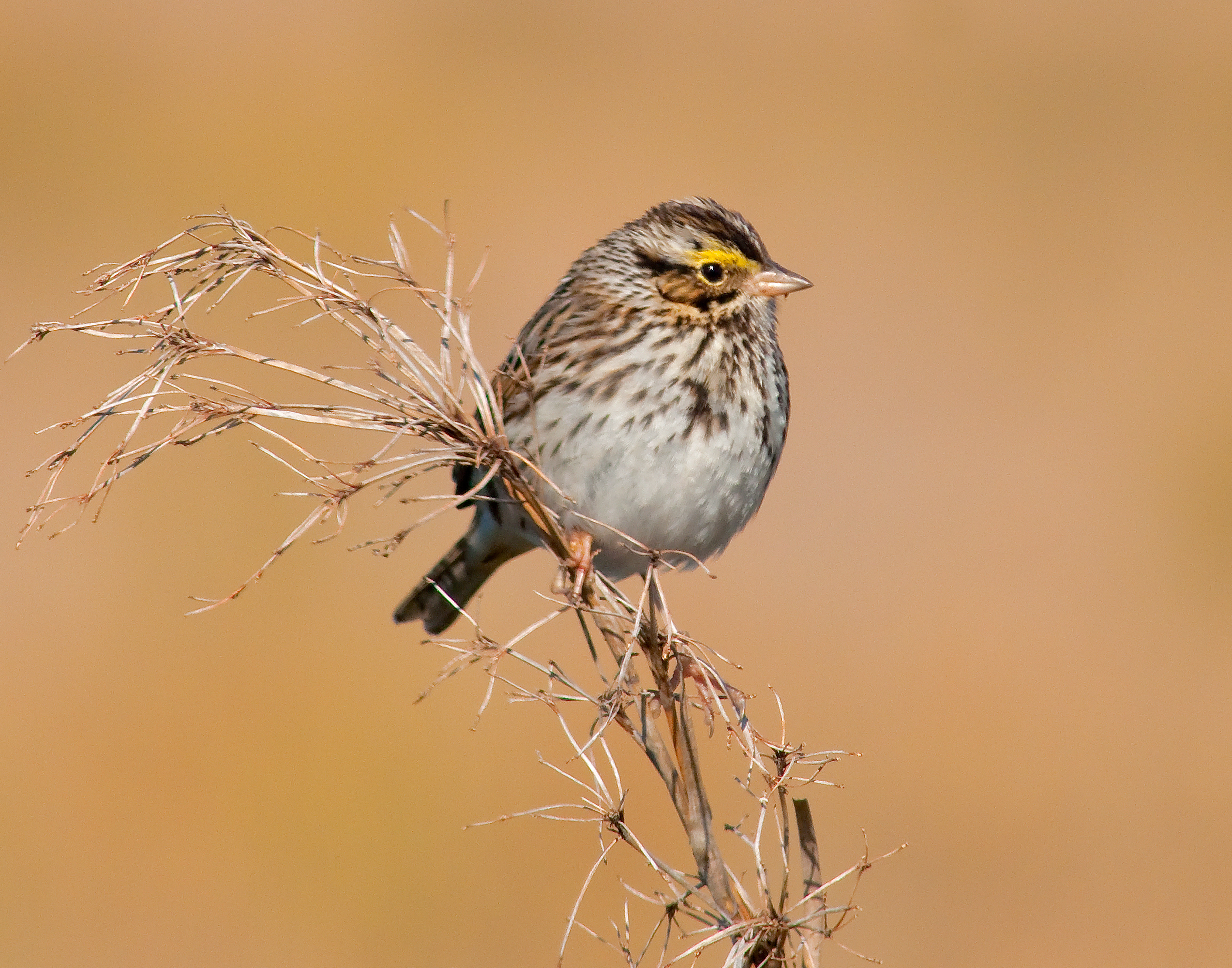 White-throated Sparrow - Lacassine National Wildlife Refuge, Louisiana