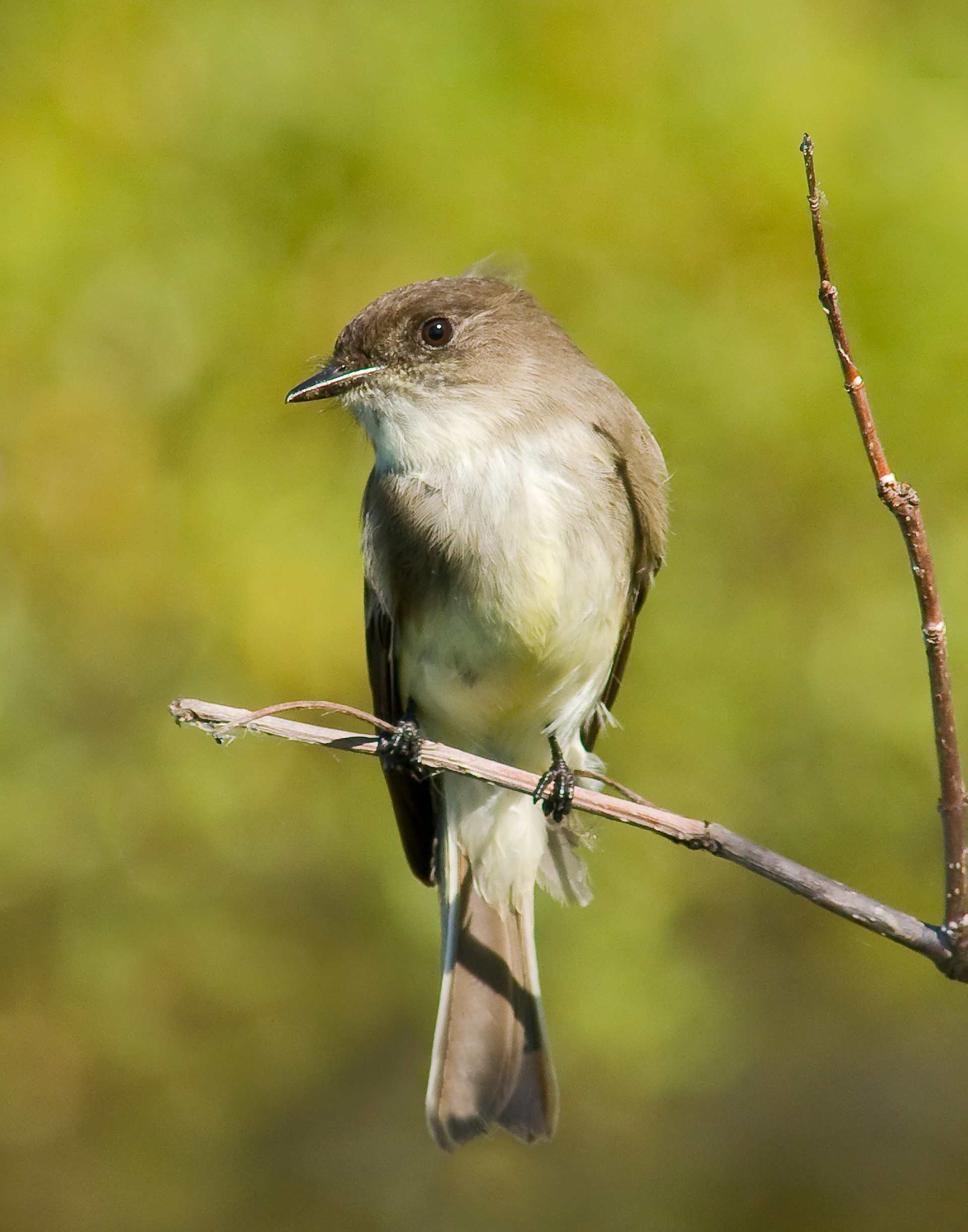 Eastern Phoebe - Brunswick County, NC