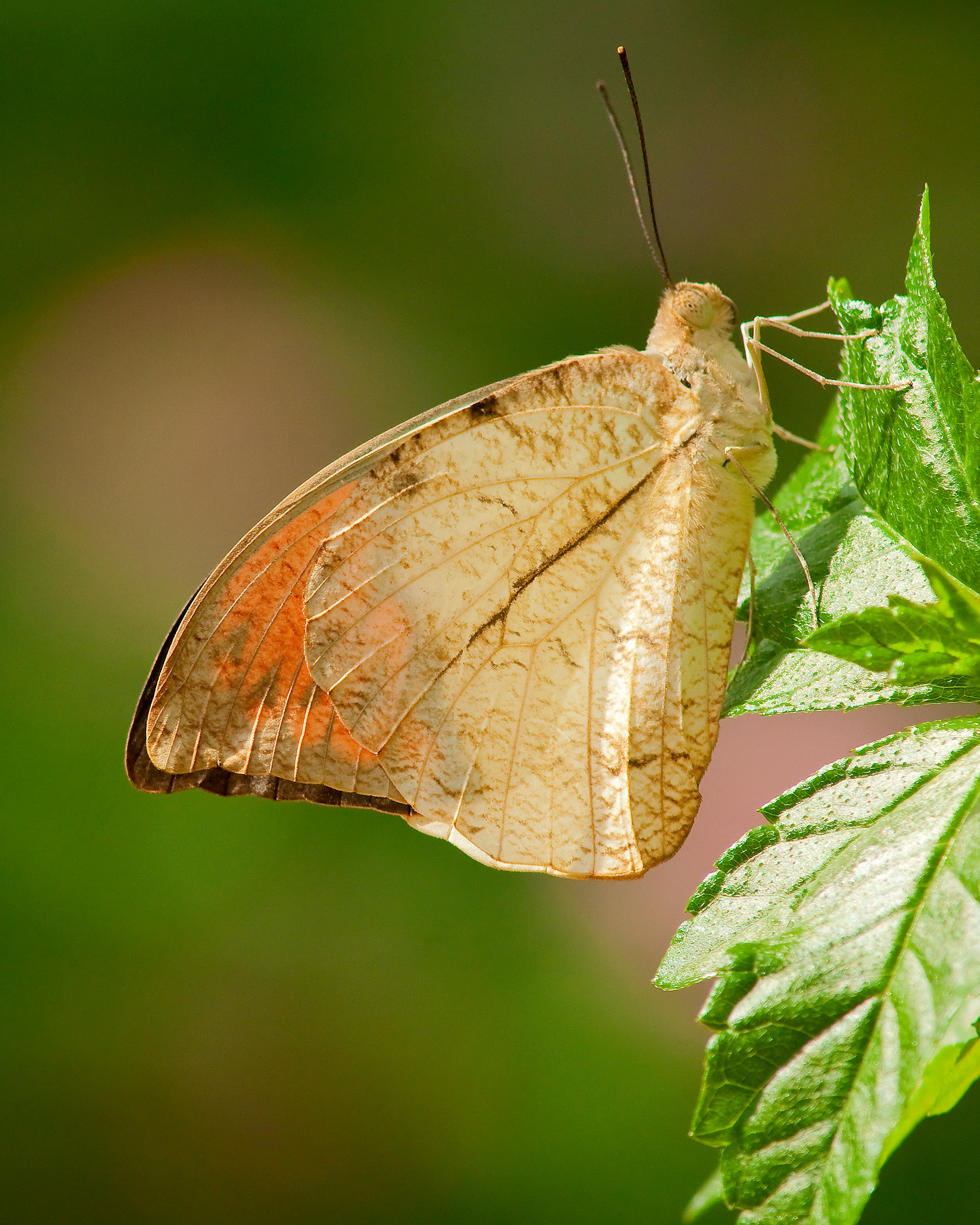 Great Orange Tip