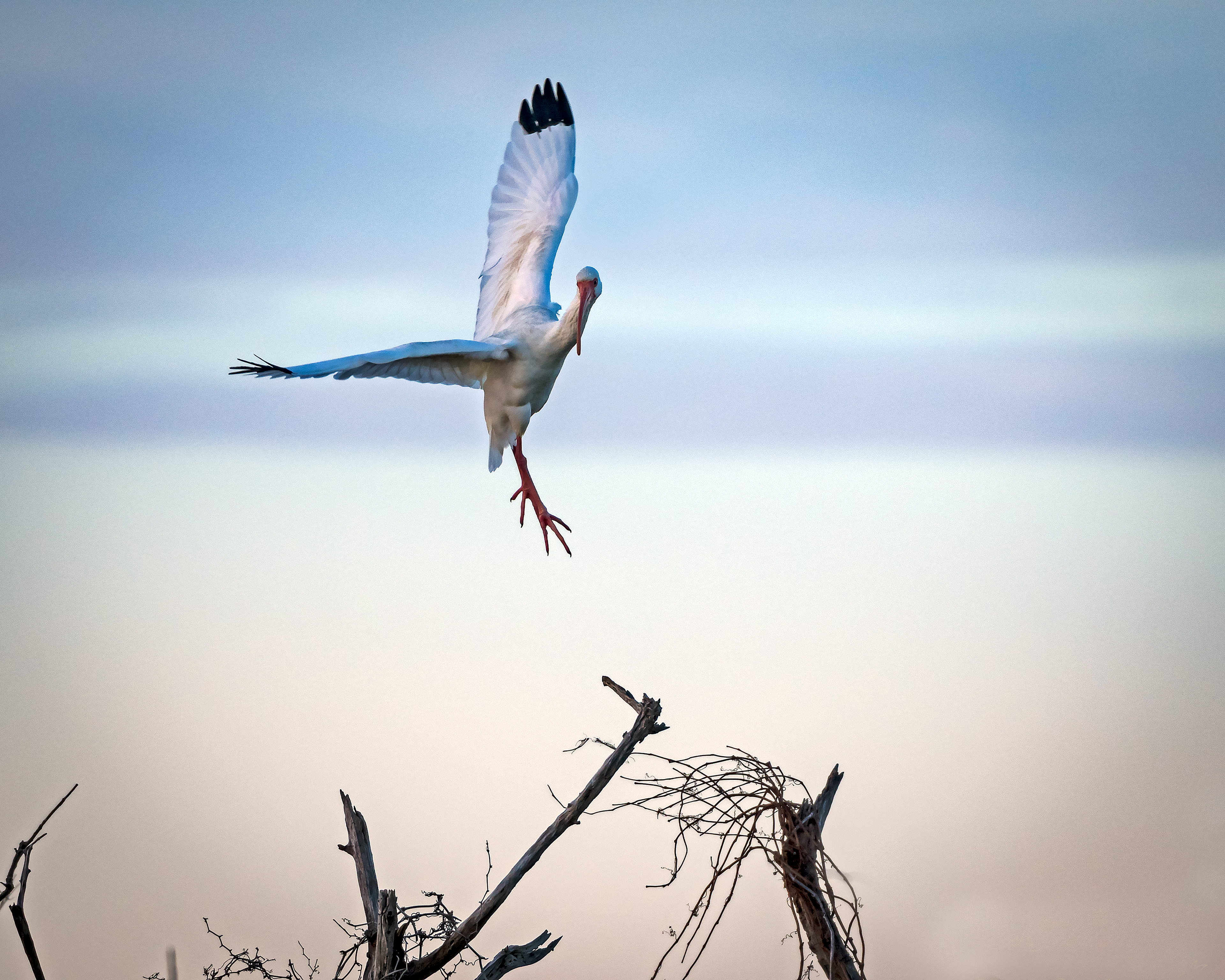White Ibis Landing - Pea Island Wildlife Refuge, NC