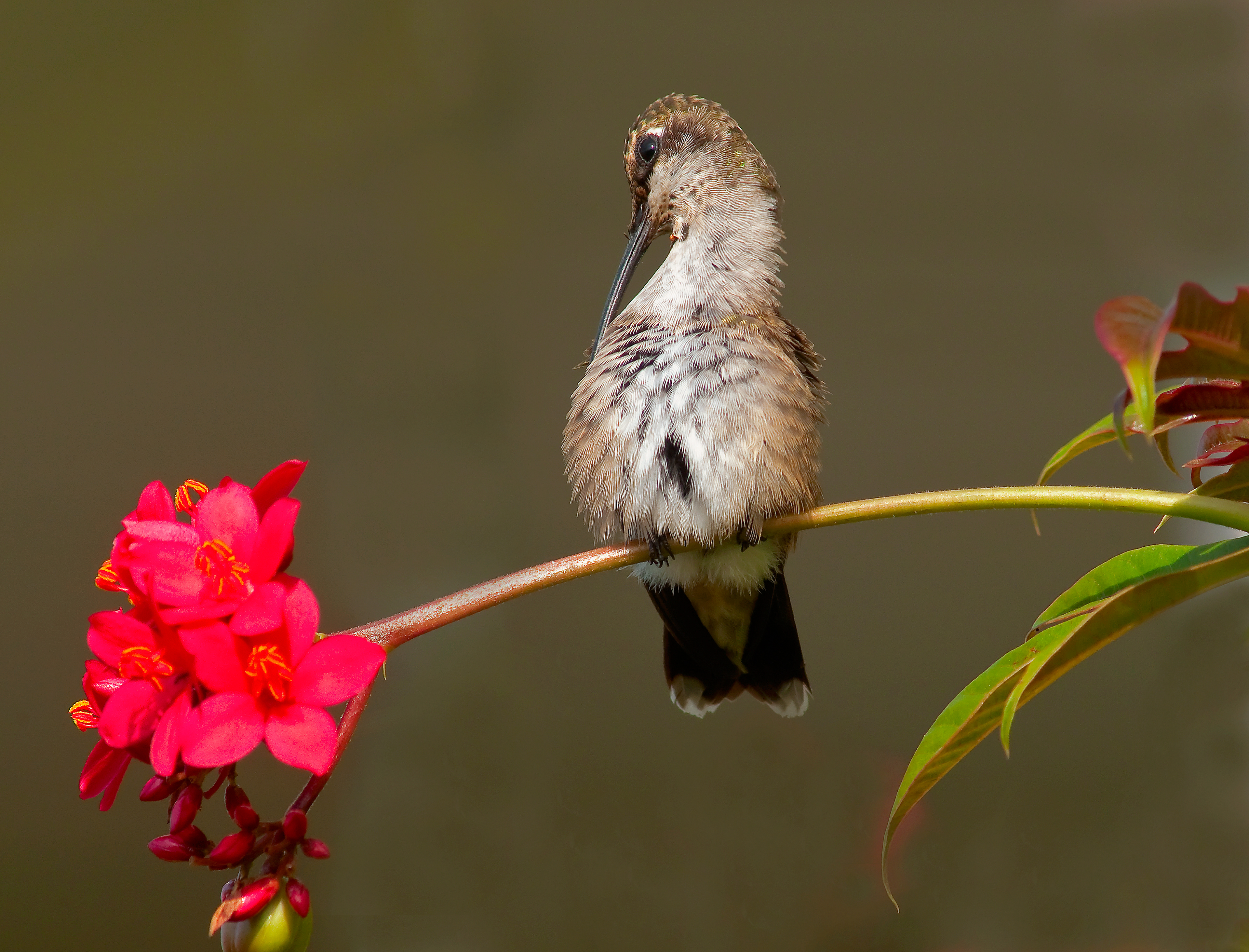 Female Rubythroated Hummingbird Preening