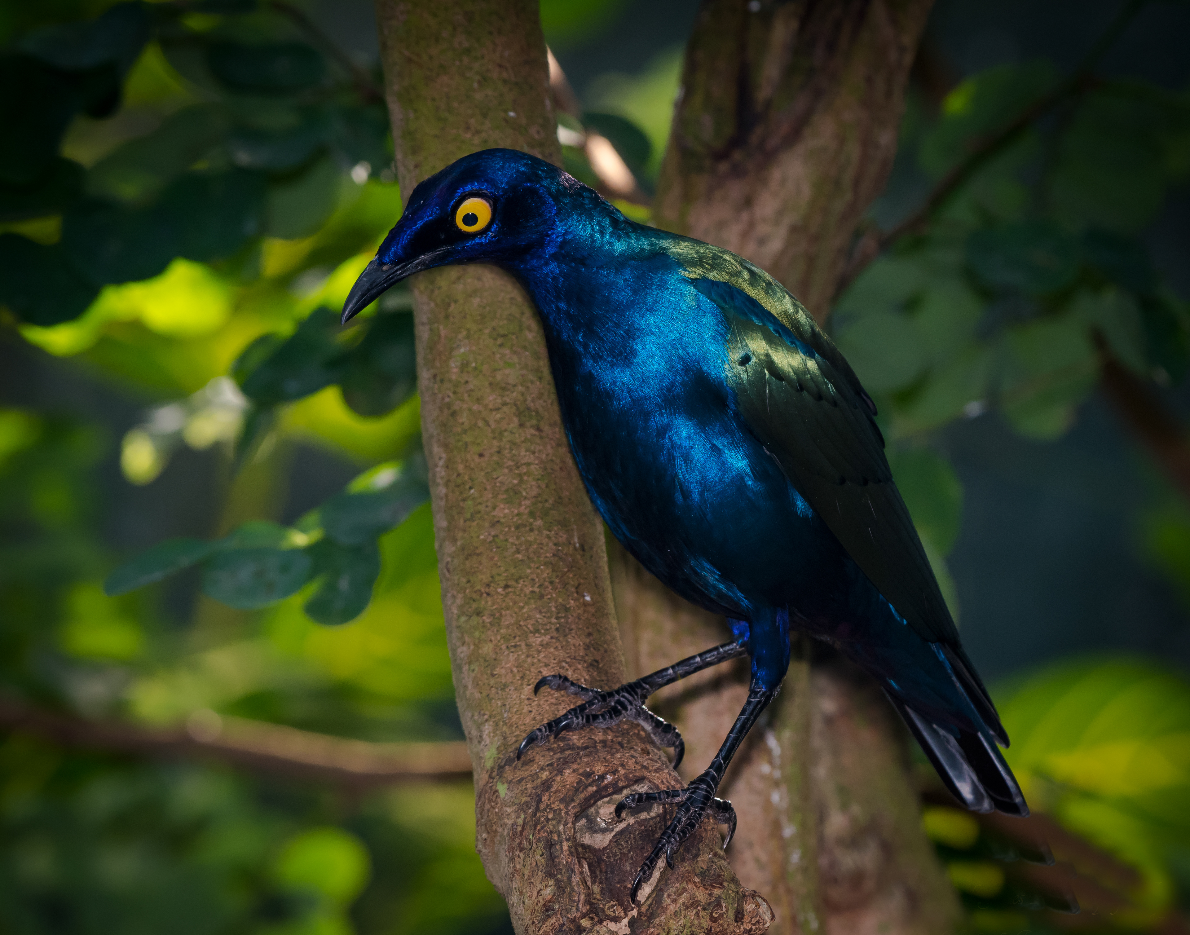 Purple Glossy Starling (Africa)