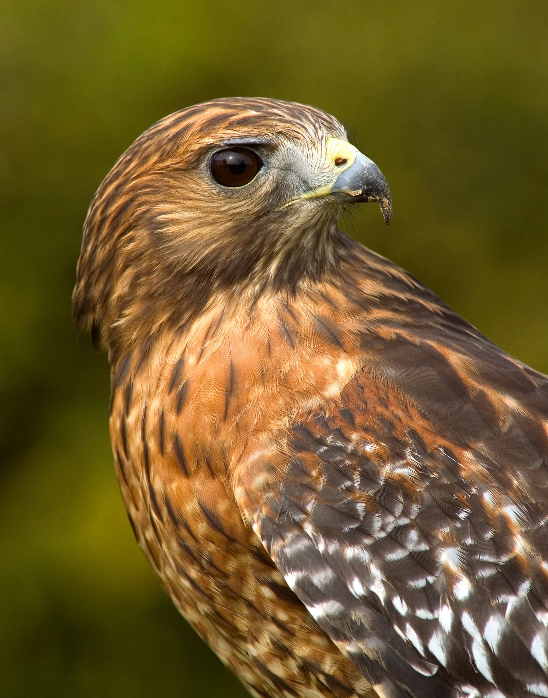 Red Shouldered Hawk Portrait