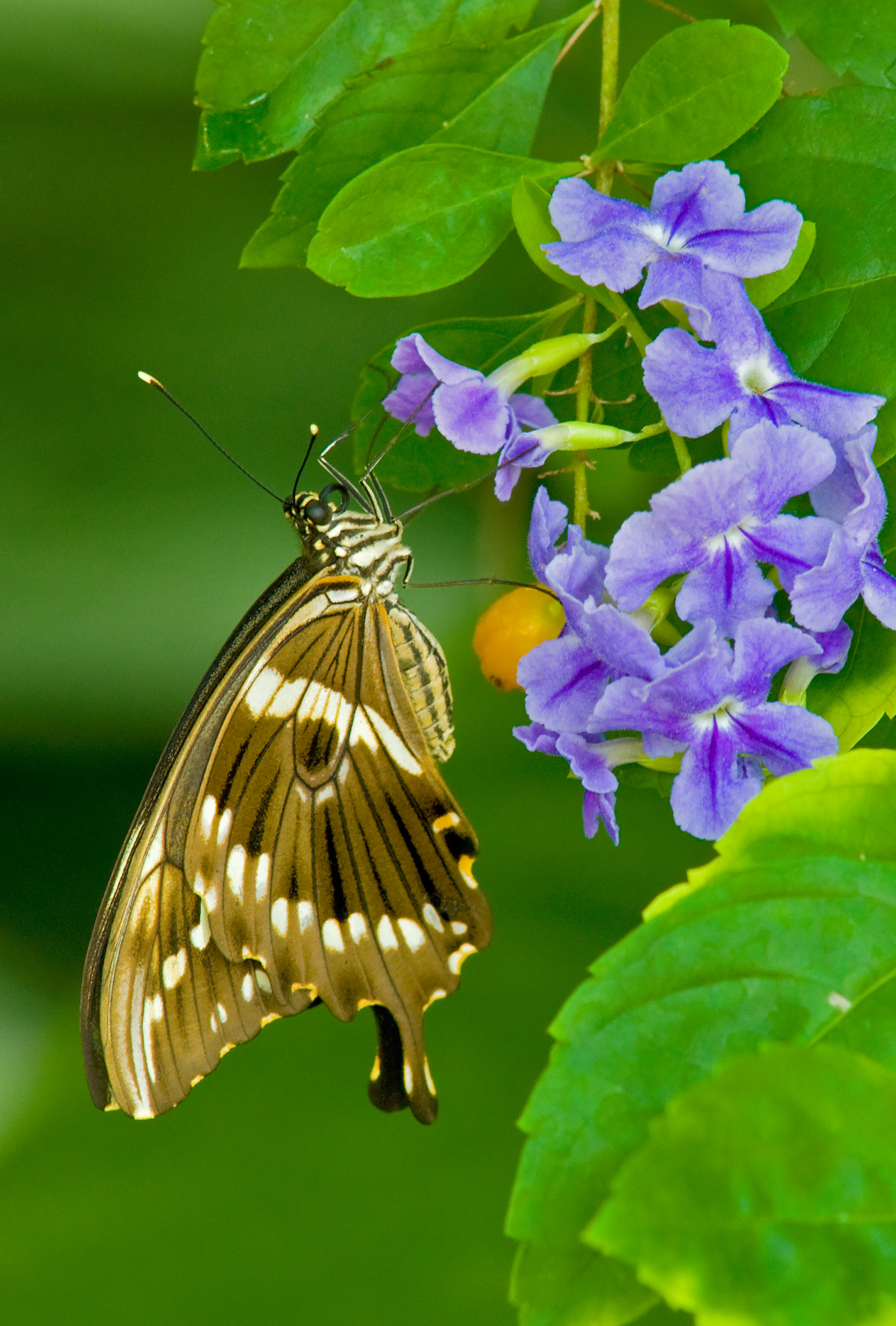 Mocker Swallowtail 1