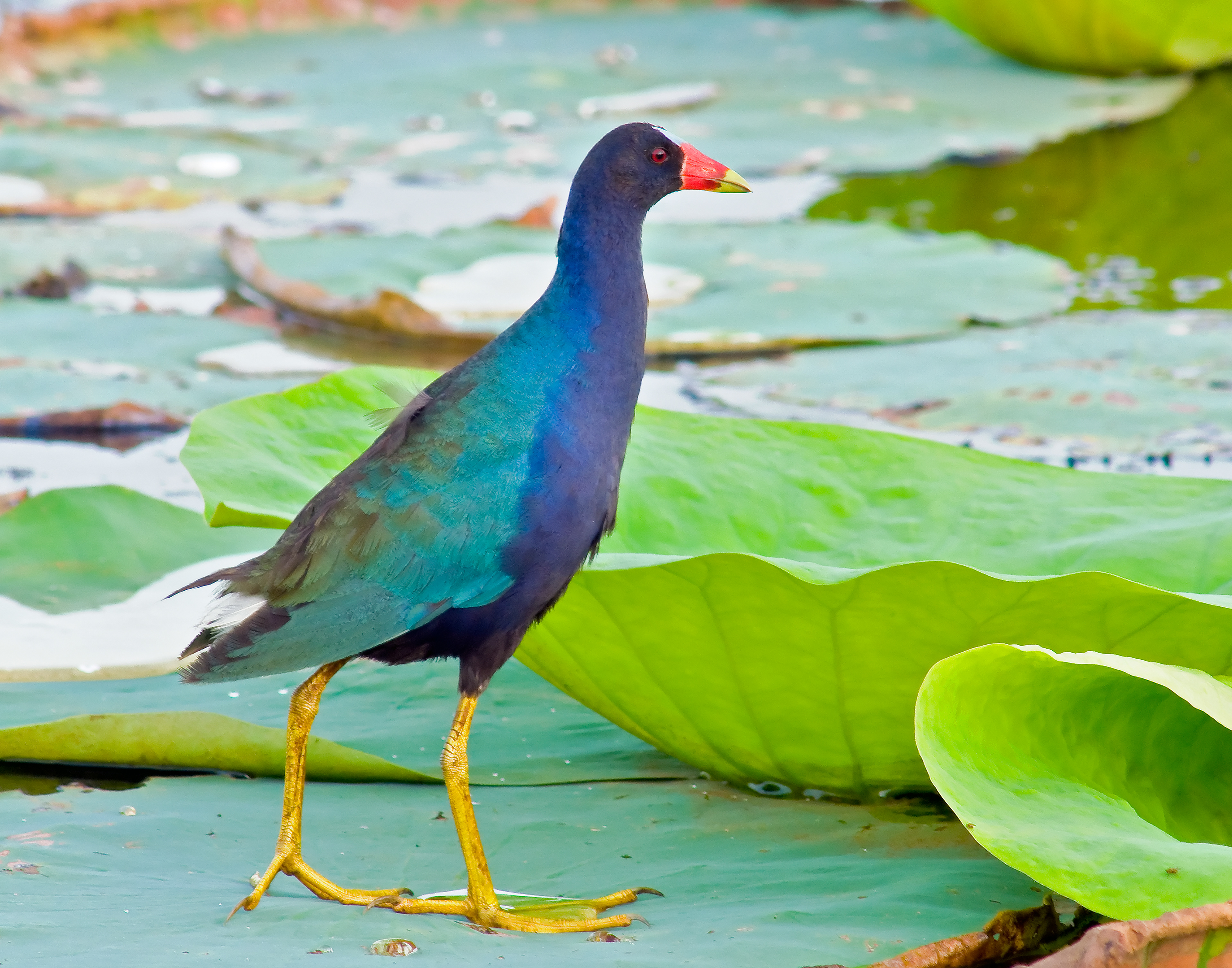 Purple Gallinule 2 - Lacassine National Wildlife Refuge, Louisiana